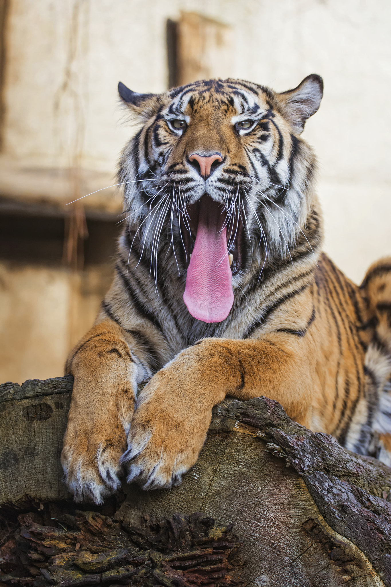 Nikon D7100 + Sigma 150-600mm F5-6.3 DG OS HSM | S sample photo. Sumatran tiger photography