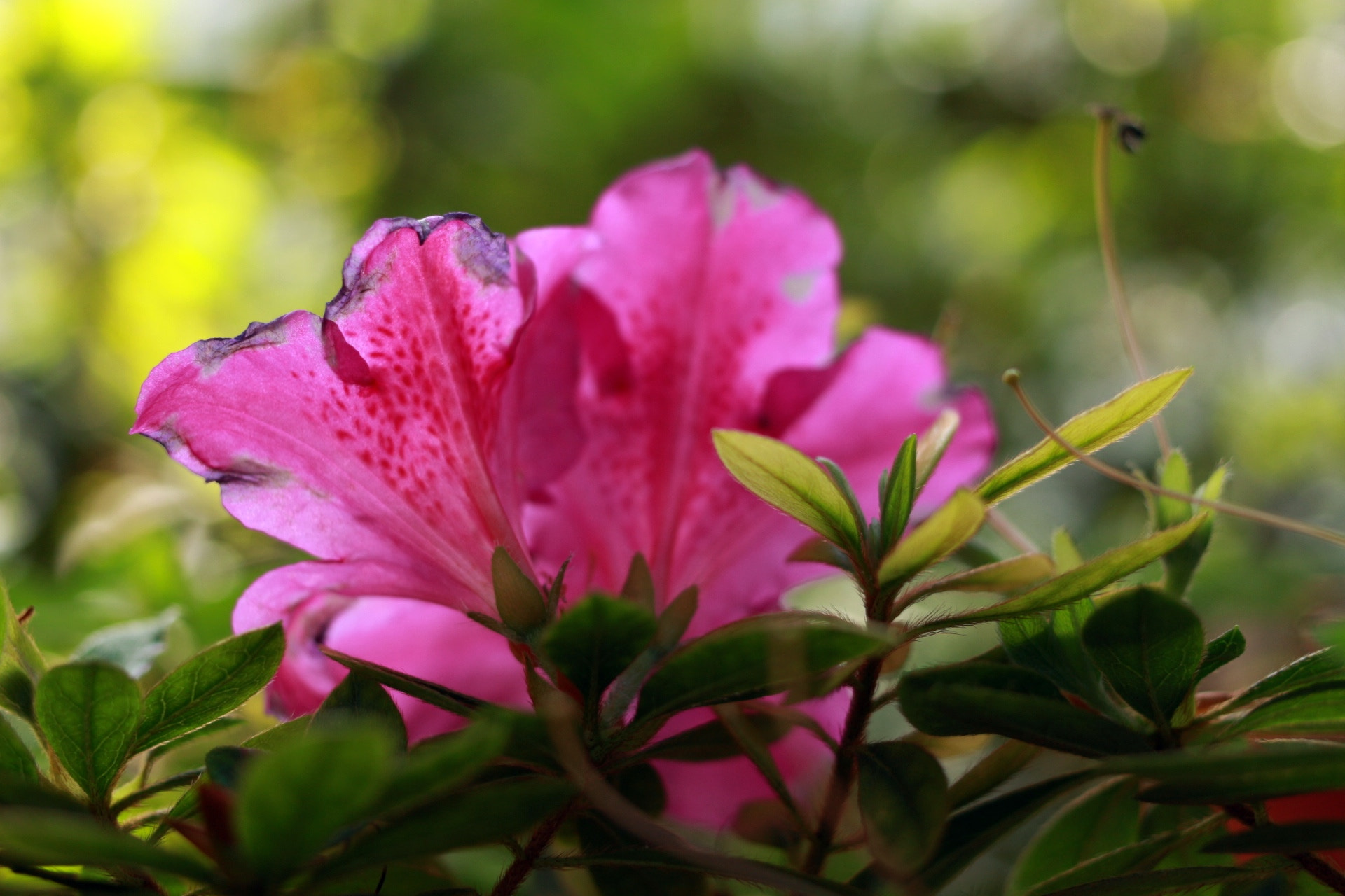 Canon EOS 100D (EOS Rebel SL1 / EOS Kiss X7) + Canon EF 40mm F2.8 STM sample photo. Painted girls photography