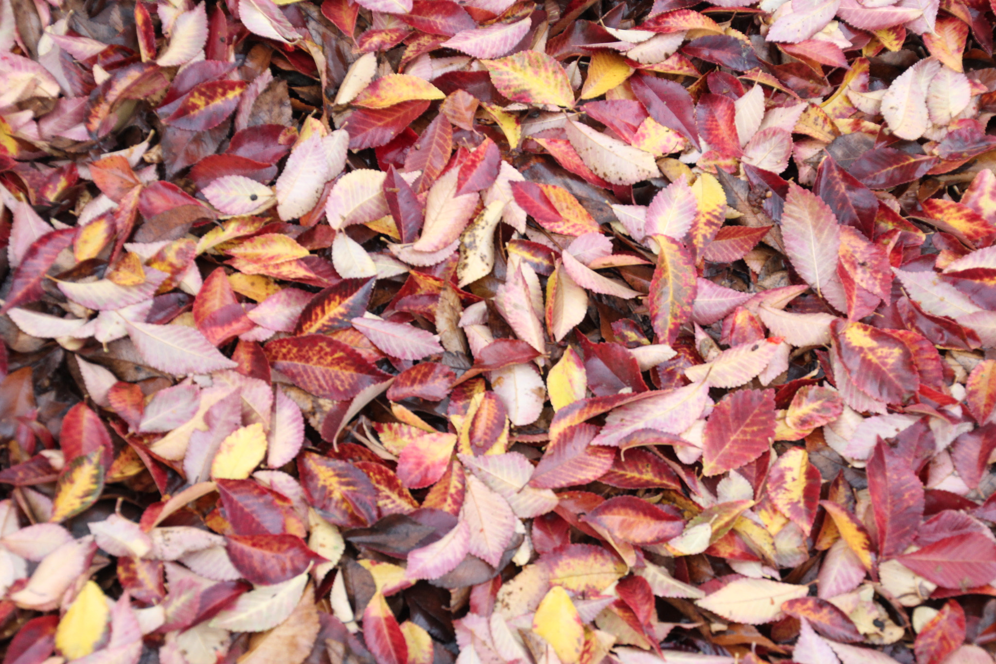 Canon EOS 60D sample photo. Fallen leaves photography