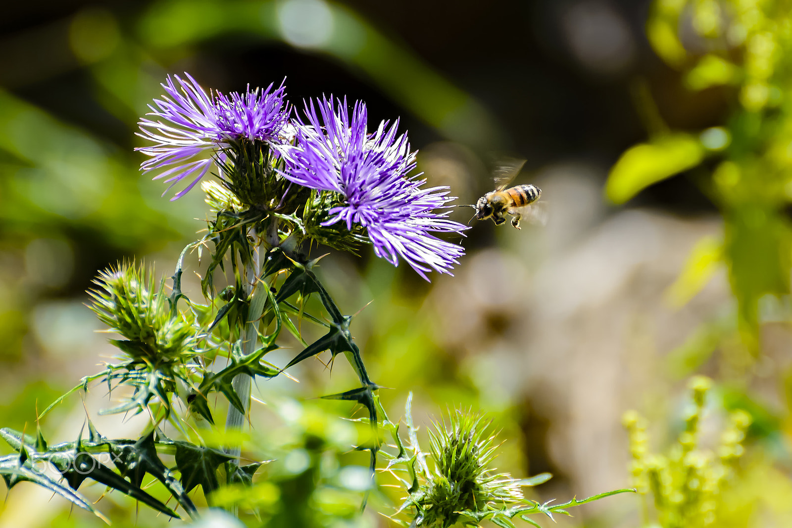 Nikon D610 sample photo. A hungry bee photography