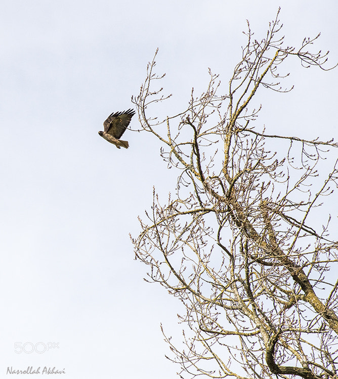 Nikon AF-S Nikkor 24-120mm F4G ED VR sample photo. First fly photography