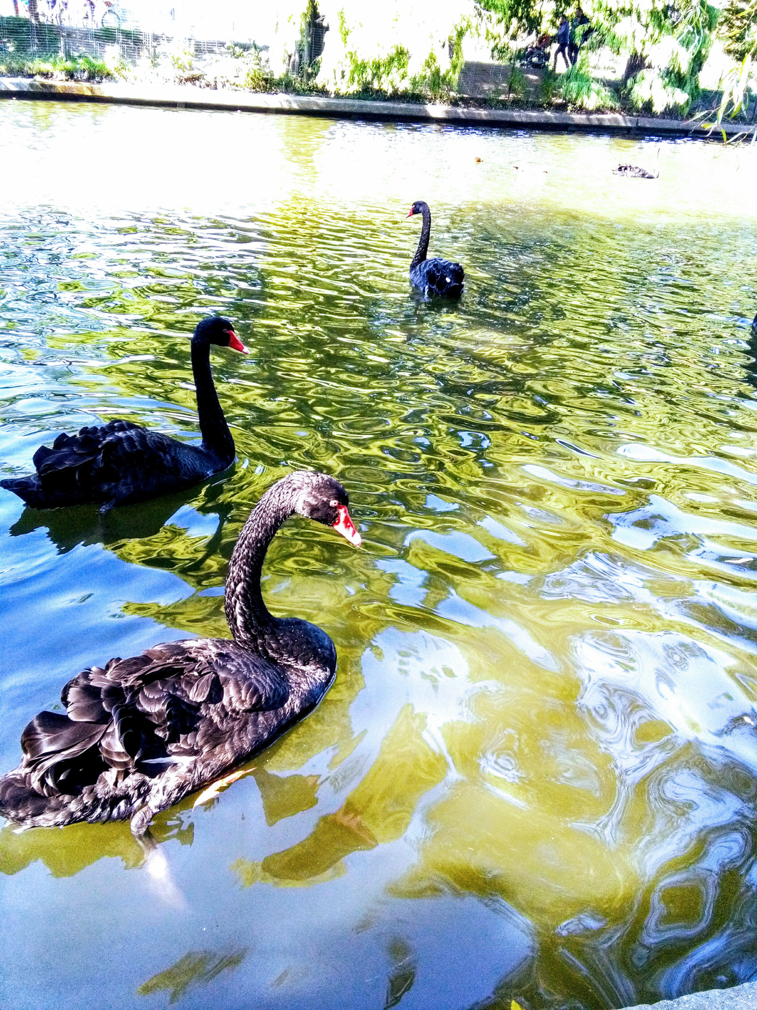 HUAWEI Y6 sample photo