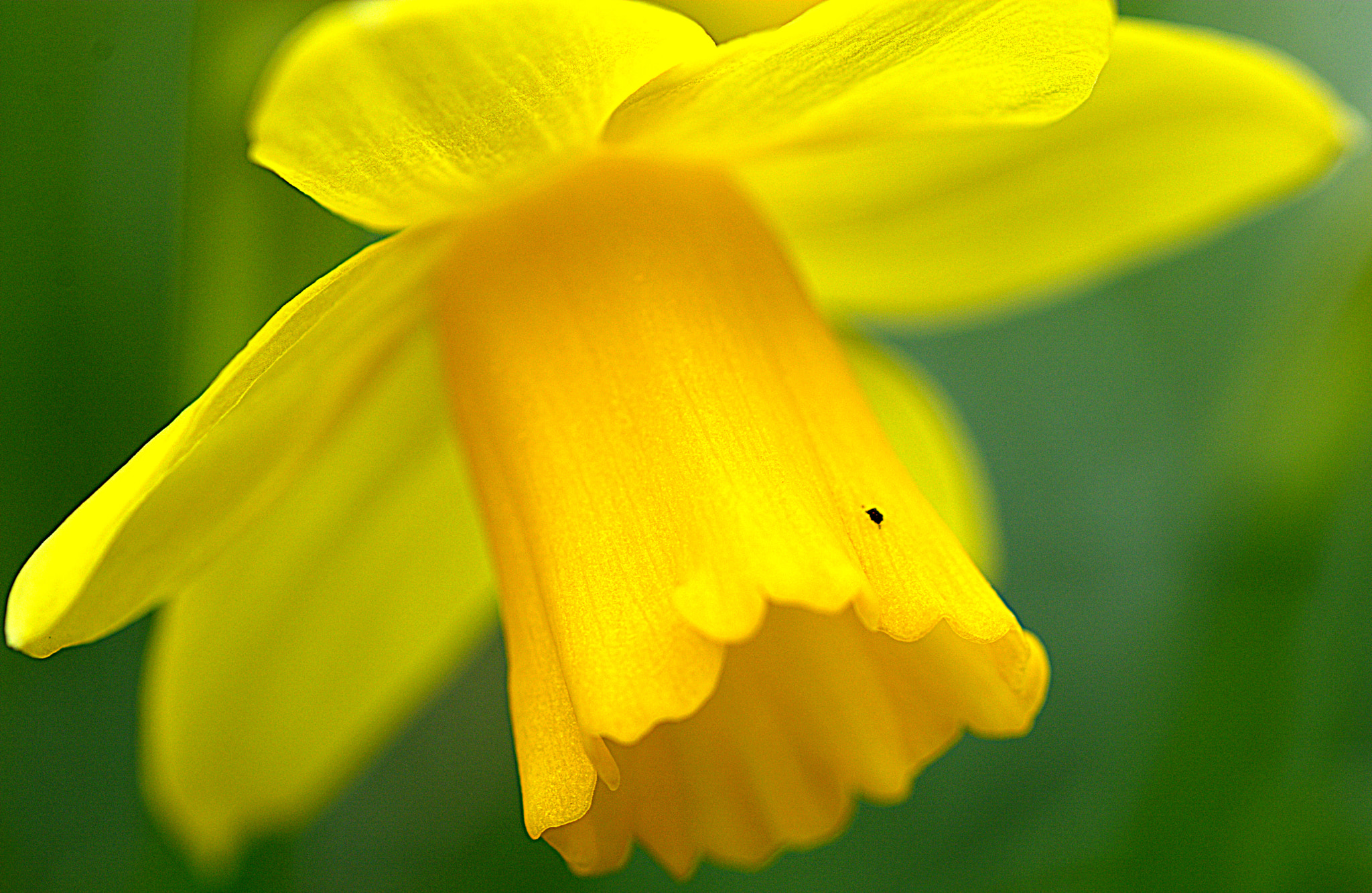 Nikon D7100 sample photo. Daffodil..... photography