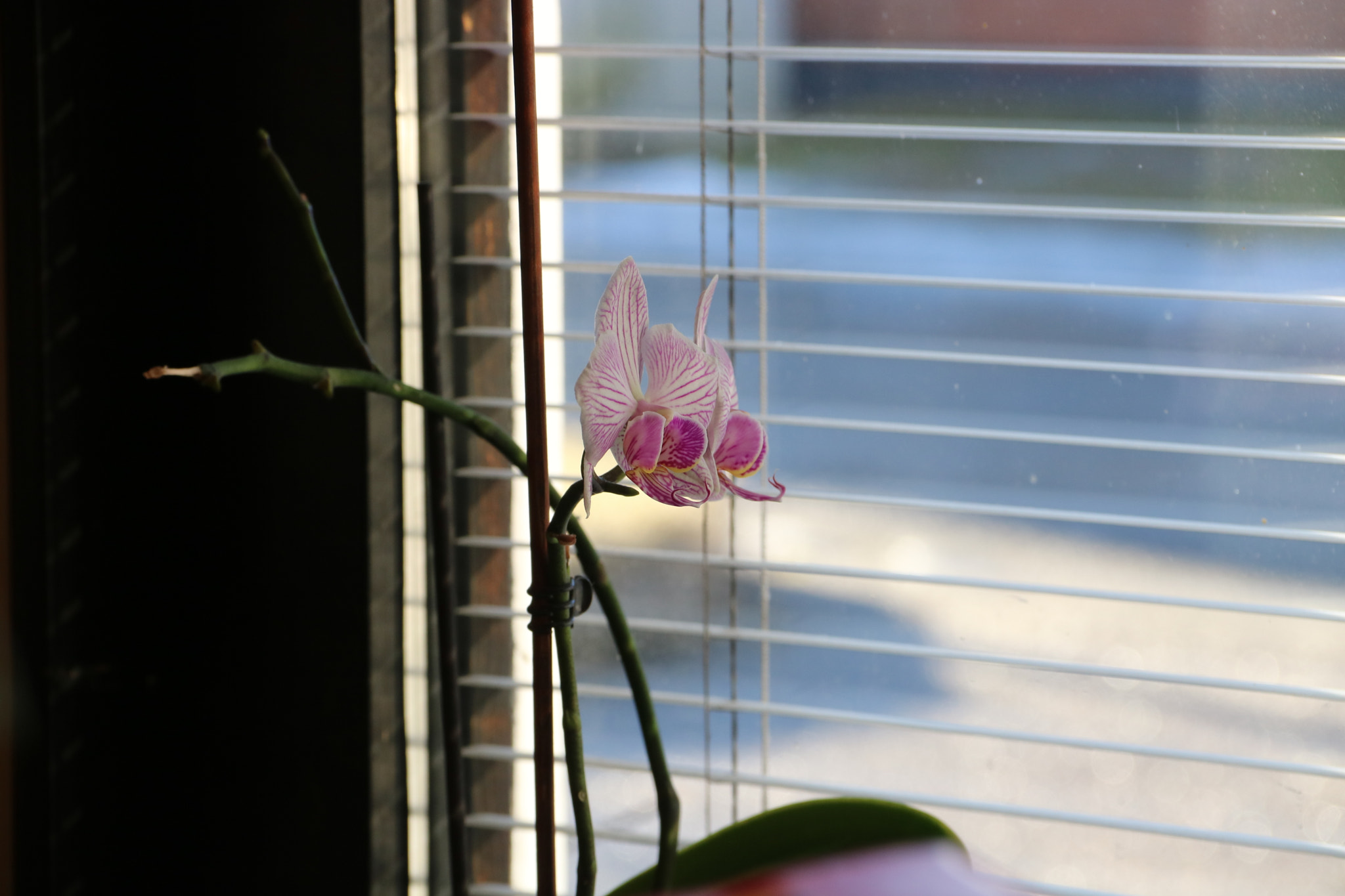 Canon EOS 760D (EOS Rebel T6s / EOS 8000D) + Canon EF-S 18-135mm F3.5-5.6 IS sample photo. Orchid in the window photography