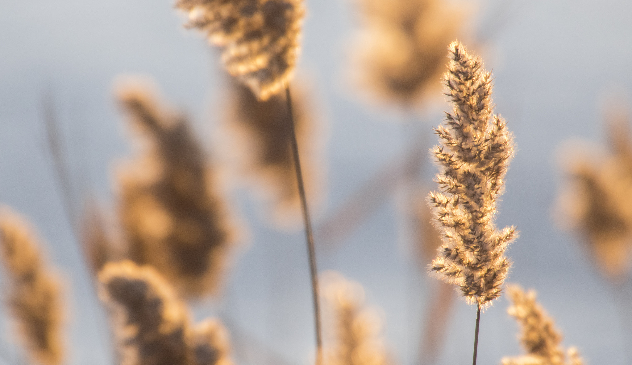 Pentax K-3 II + Sigma 50-500mm F4.5-6.3 DG OS HSM sample photo. Winter rushes #1 photography