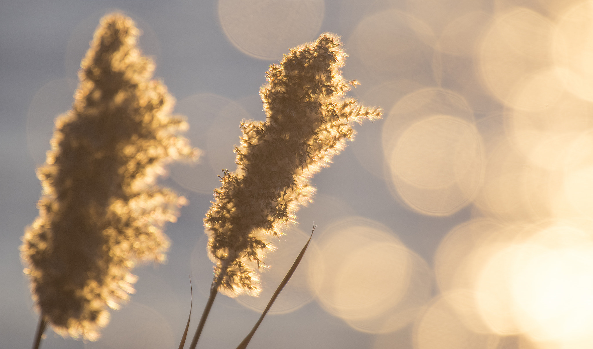 Pentax K-3 II + Sigma 50-500mm F4.5-6.3 DG OS HSM sample photo. Winter rushes #2 photography