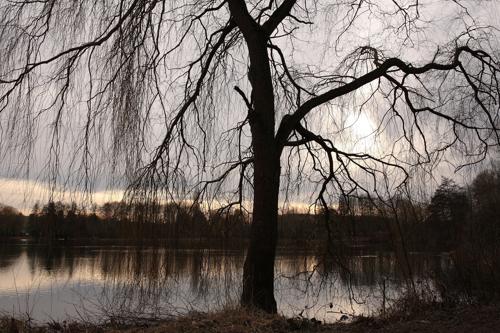 Canon EOS 5D + Canon EF 35mm F2 sample photo. Sunset tree photography