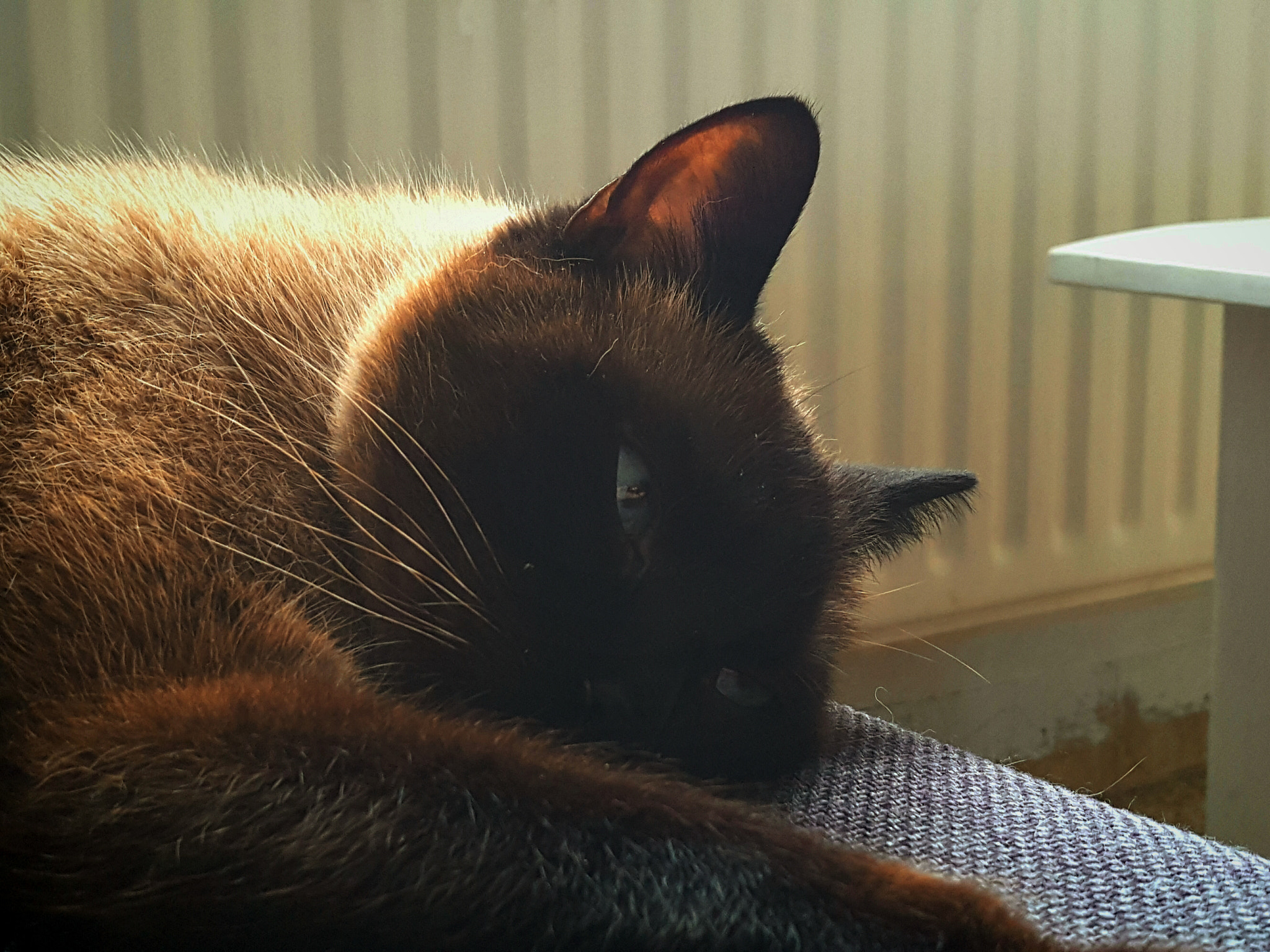 Meizu PRO 5 sample photo. Le chat penseur photography