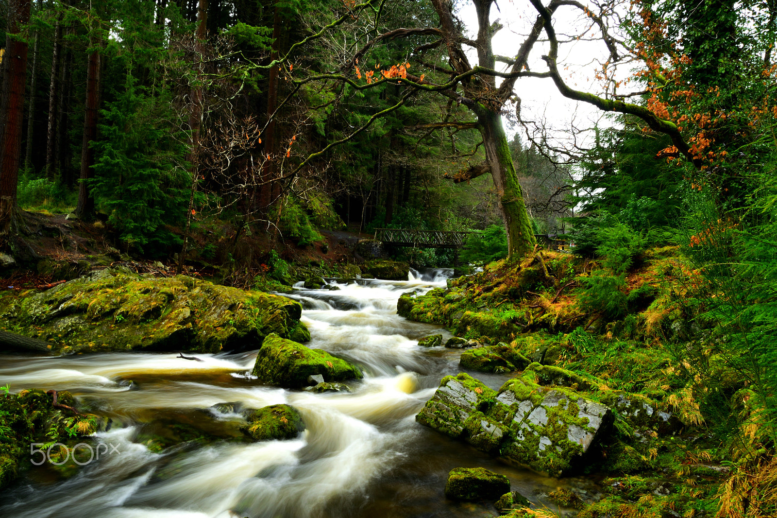 Sigma 18-250mm F3.5-6.3 DC OS HSM sample photo. Tollymore forest park photography