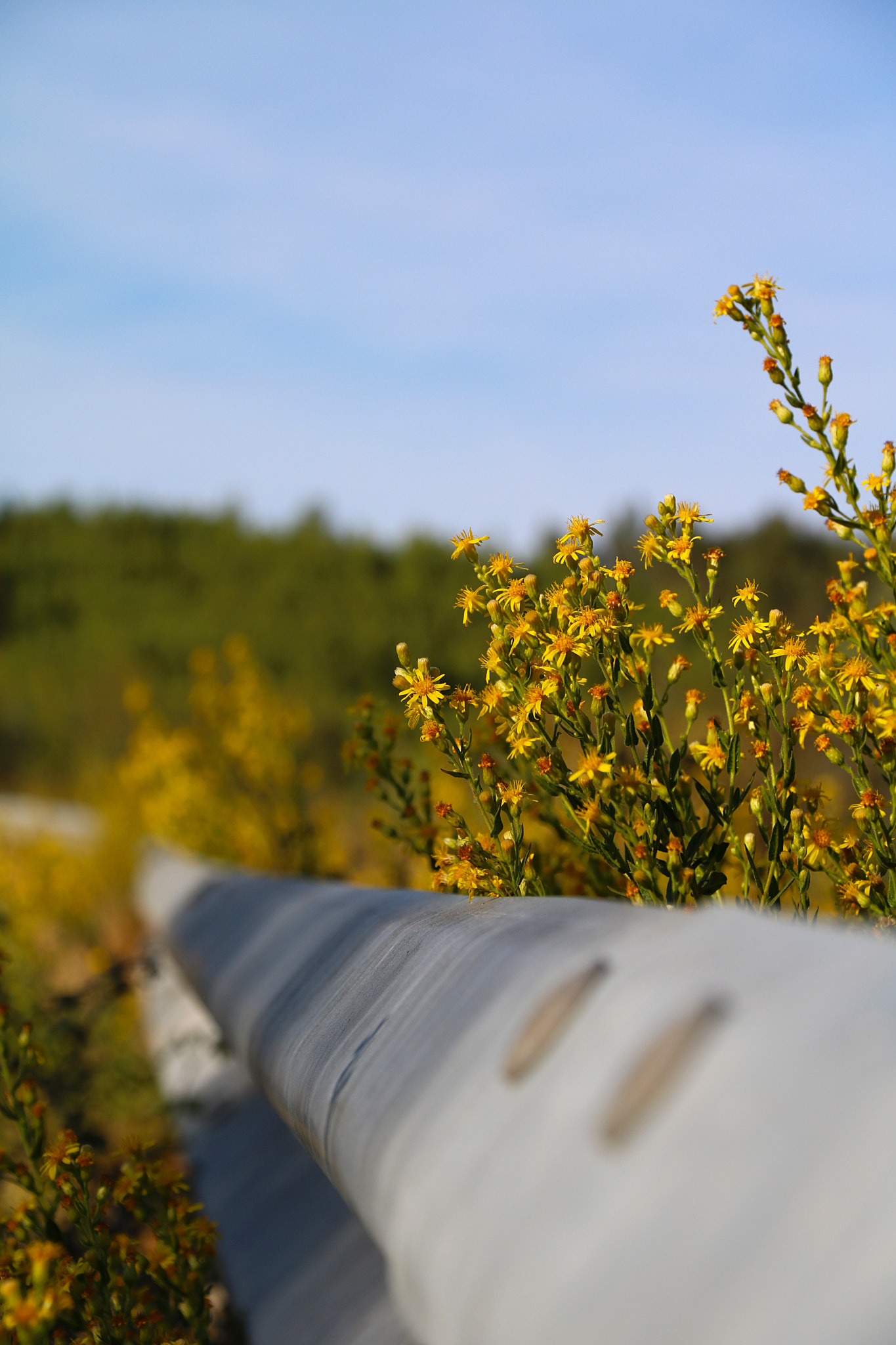 Canon EOS 760D (EOS Rebel T6s / EOS 8000D) sample photo. Road rails photography