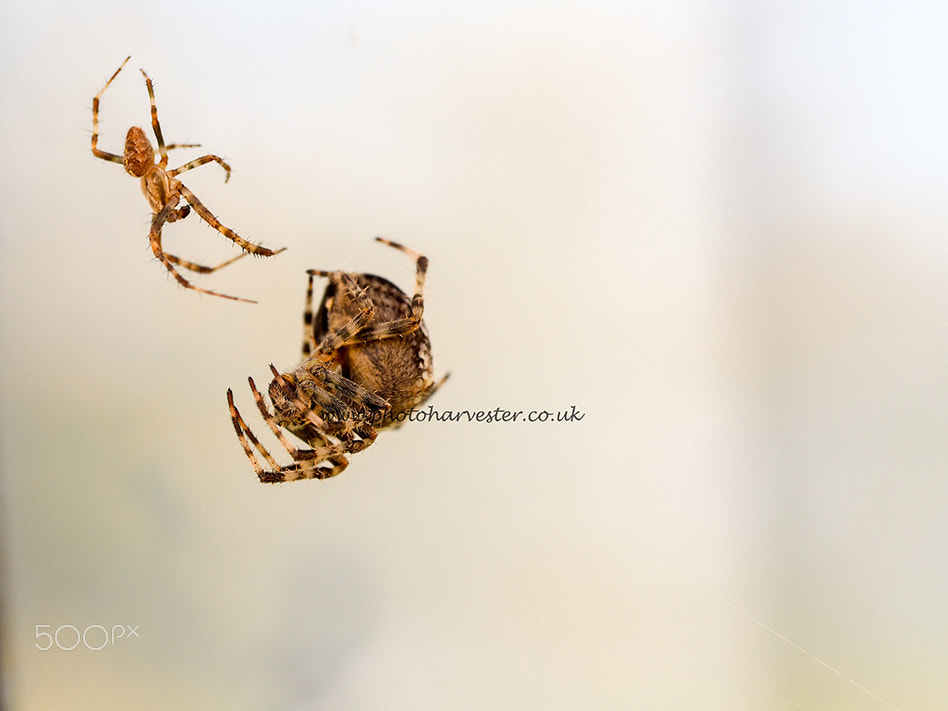 Olympus OM-D E-M10 sample photo. Male and female garden spider stand off photography