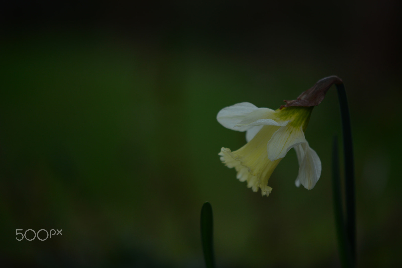 Nikon AF-S DX Micro-Nikkor 85mm F3.5G ED VR sample photo. Flor photography