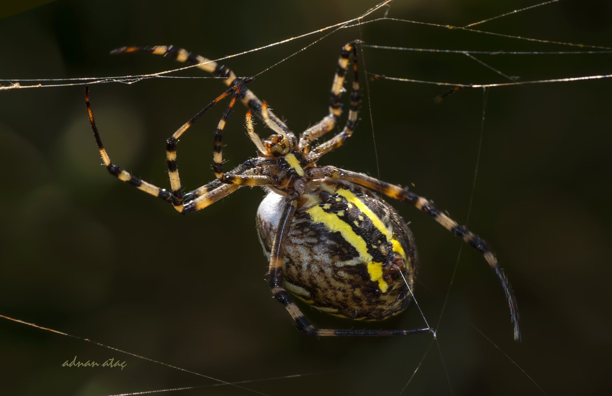 Nikon D4 sample photo. Arı desenli örümcek - argiope bruennichi - wasp spider photography