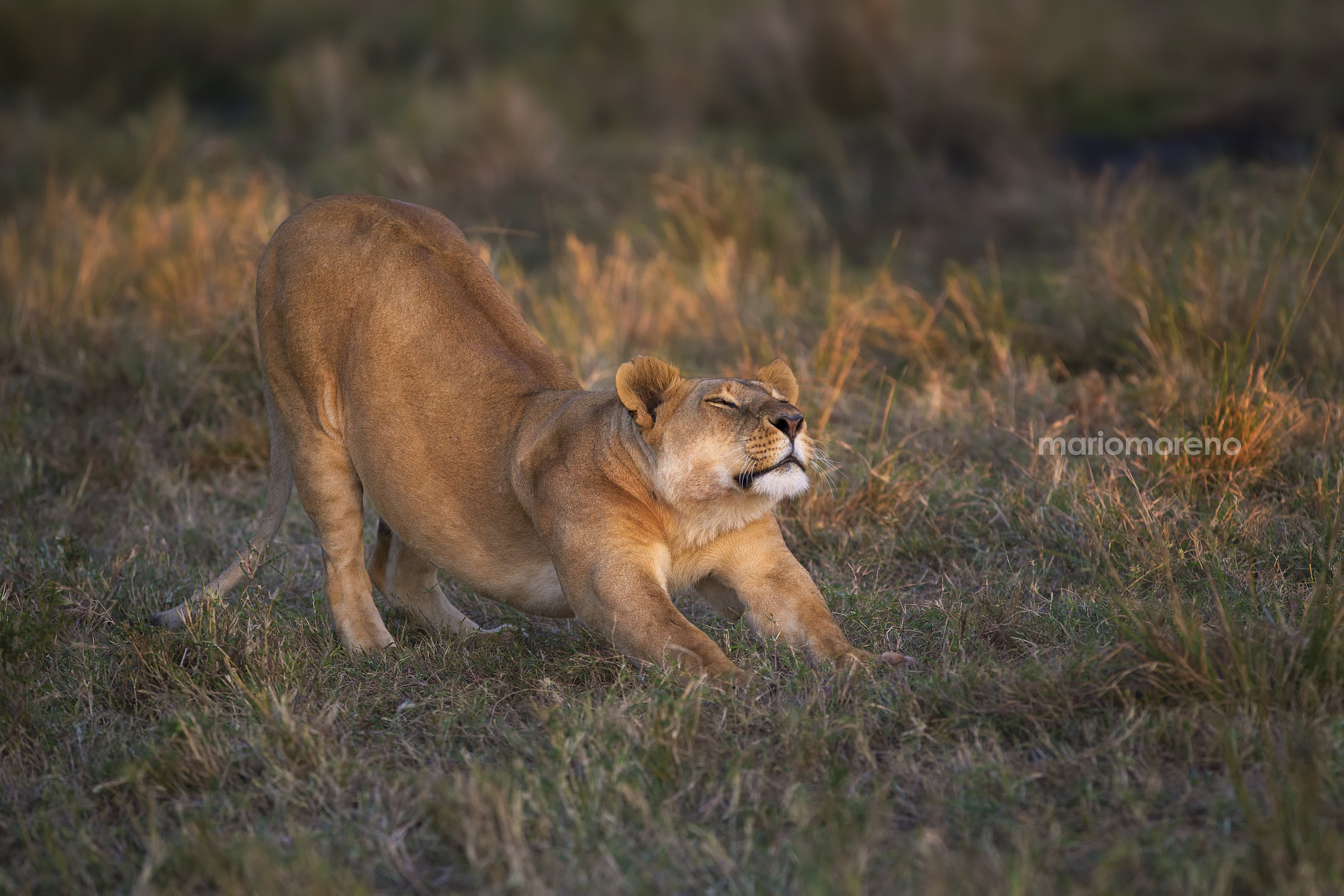 Canon EOS-1D X + Canon EF 300mm F2.8L IS USM sample photo. Lion stretch photography