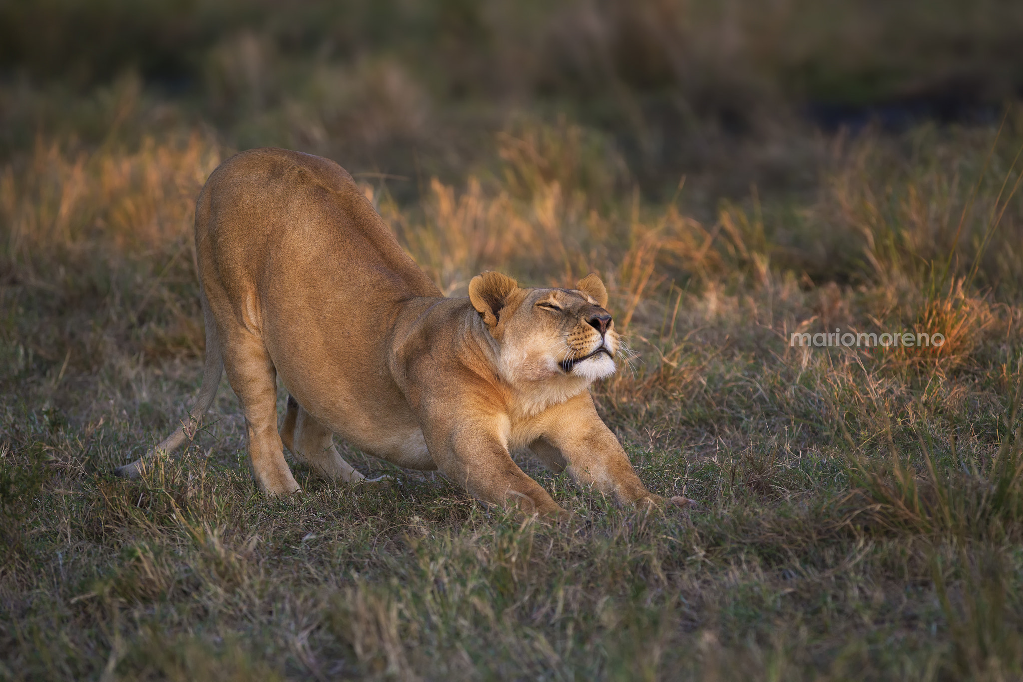 Canon EF 300mm F2.8L IS USM sample photo. Lion stretch photography