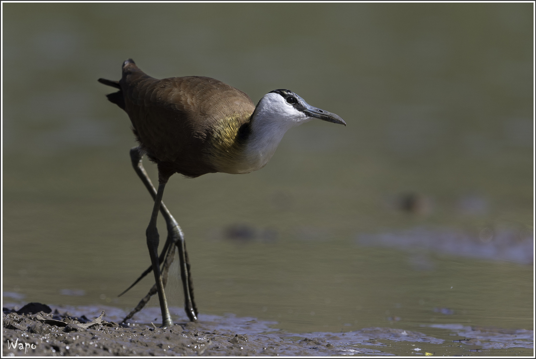 Nikon D500 + Nikon AF-S Nikkor 500mm F4E FL ED VR sample photo. African jacana photography