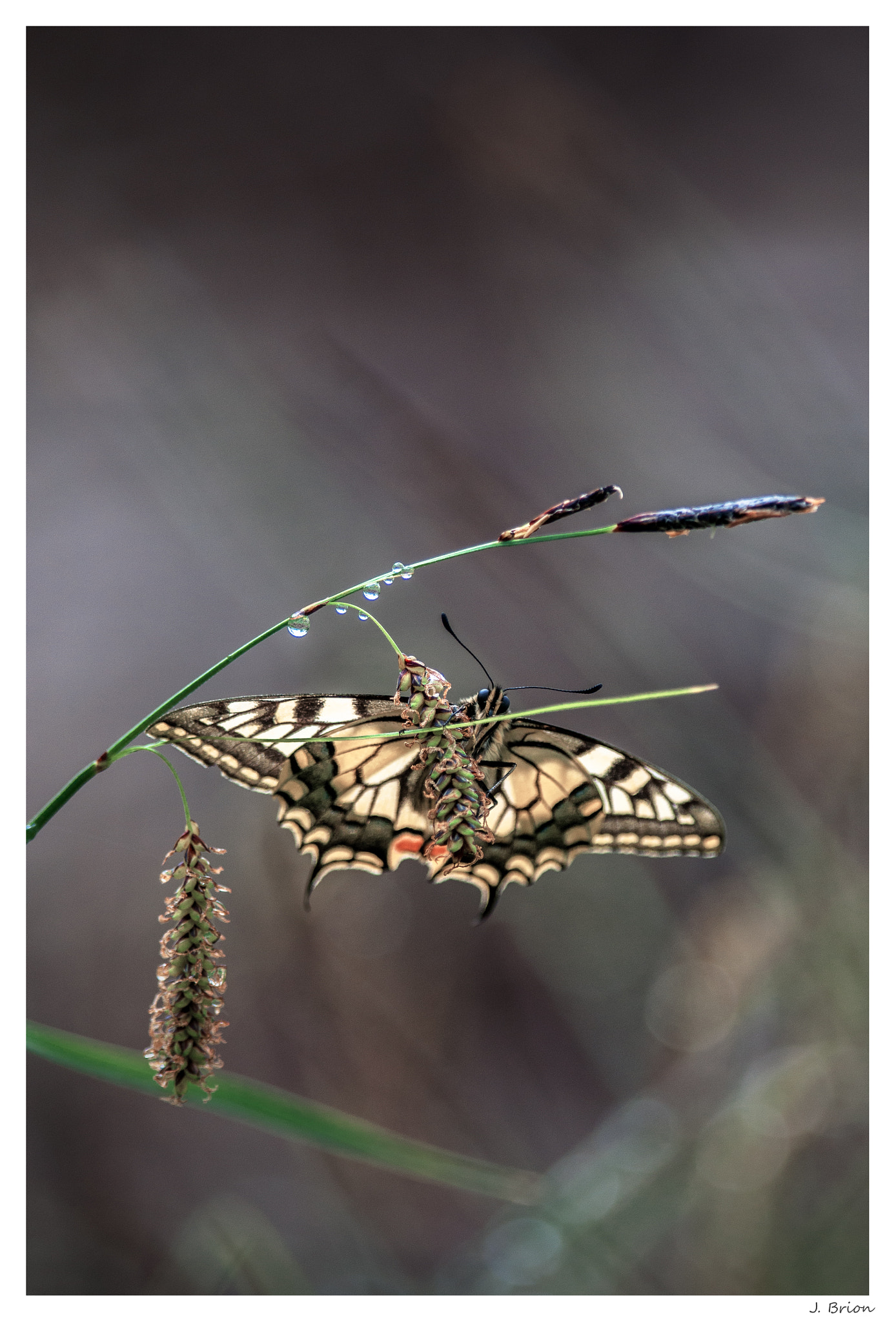 Nikon D90 + Nikon AF-S Nikkor 300mm F4D ED-IF sample photo. En attendant le printemps ... photography