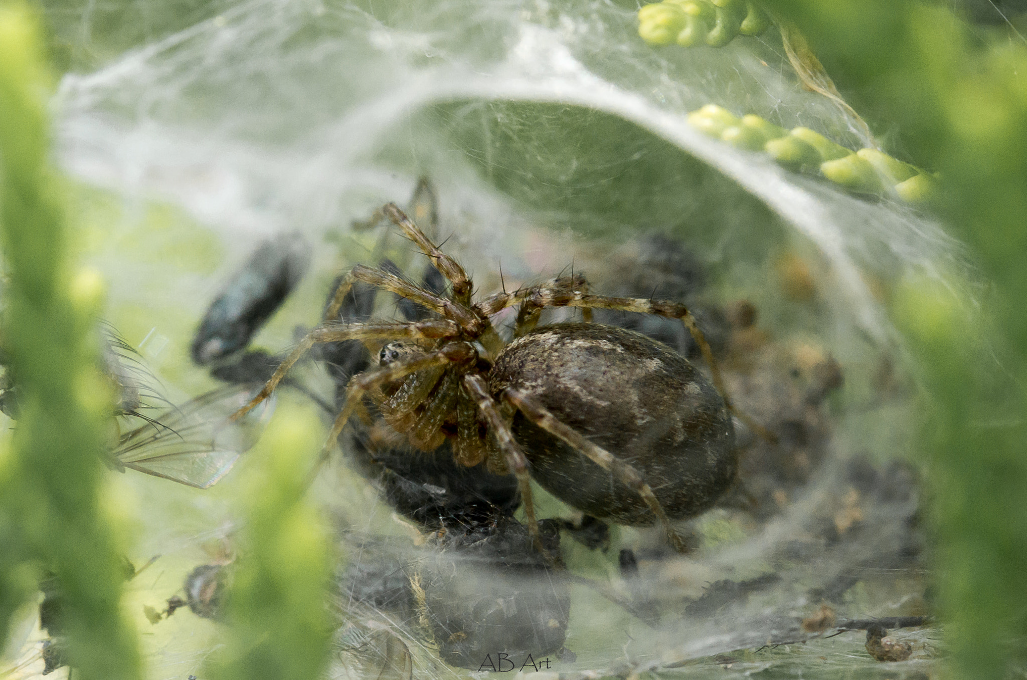 Pentax K-50 + Pentax smc D-FA 100mm F2.8 Macro WR sample photo. Spider photography