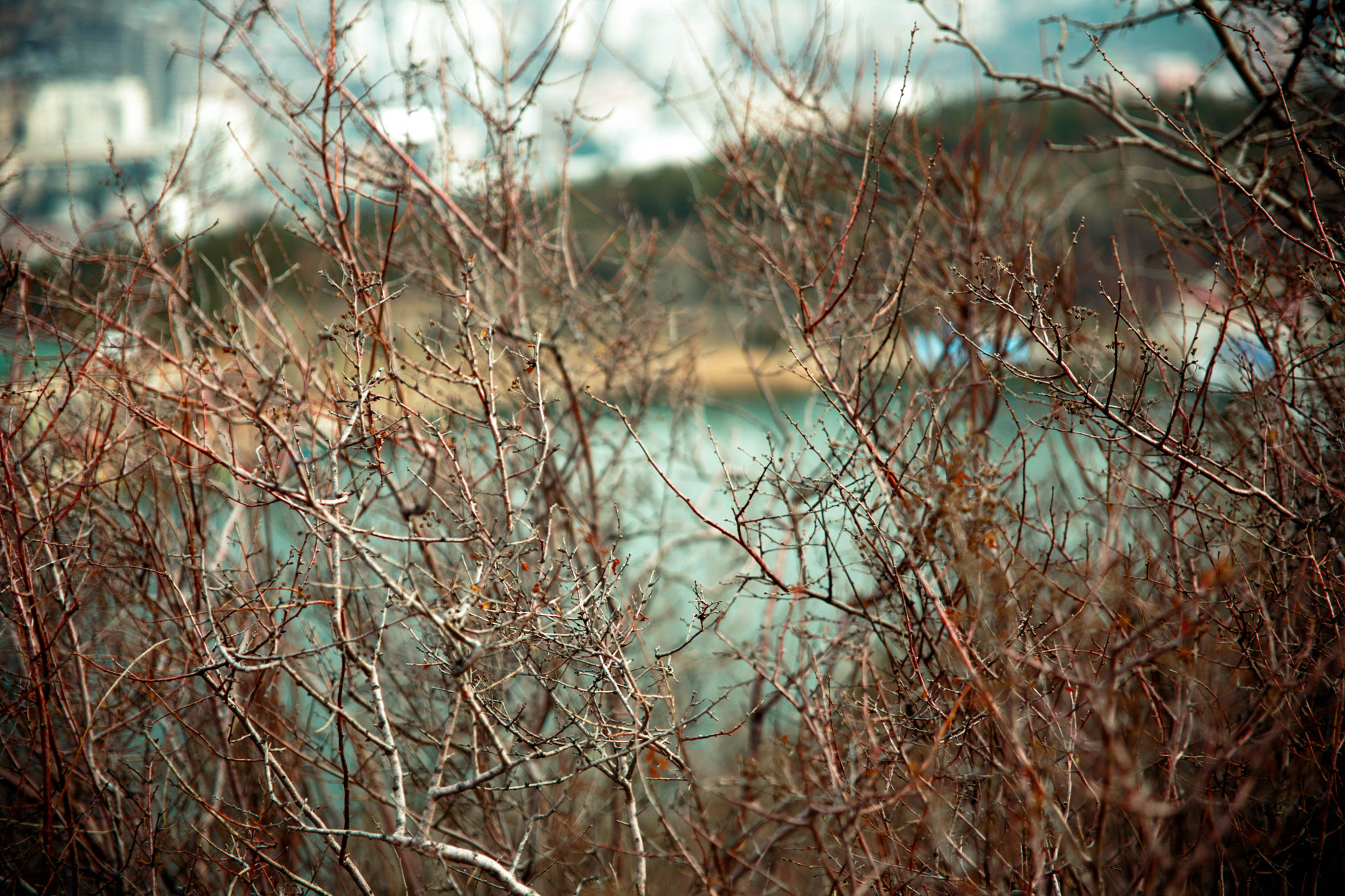 Canon EOS 5D + Canon EF 24-85mm F3.5-4.5 USM sample photo. Turtle lake tree photography