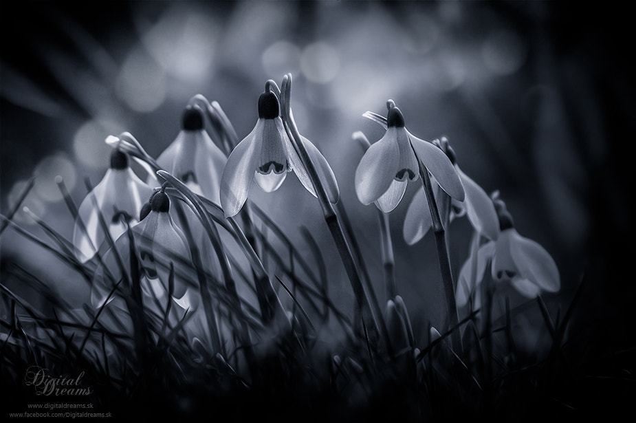 Pentax K-3 + Tamron SP AF 70-200mm F2.8 Di LD (IF) MACRO sample photo. Snowdrop photography