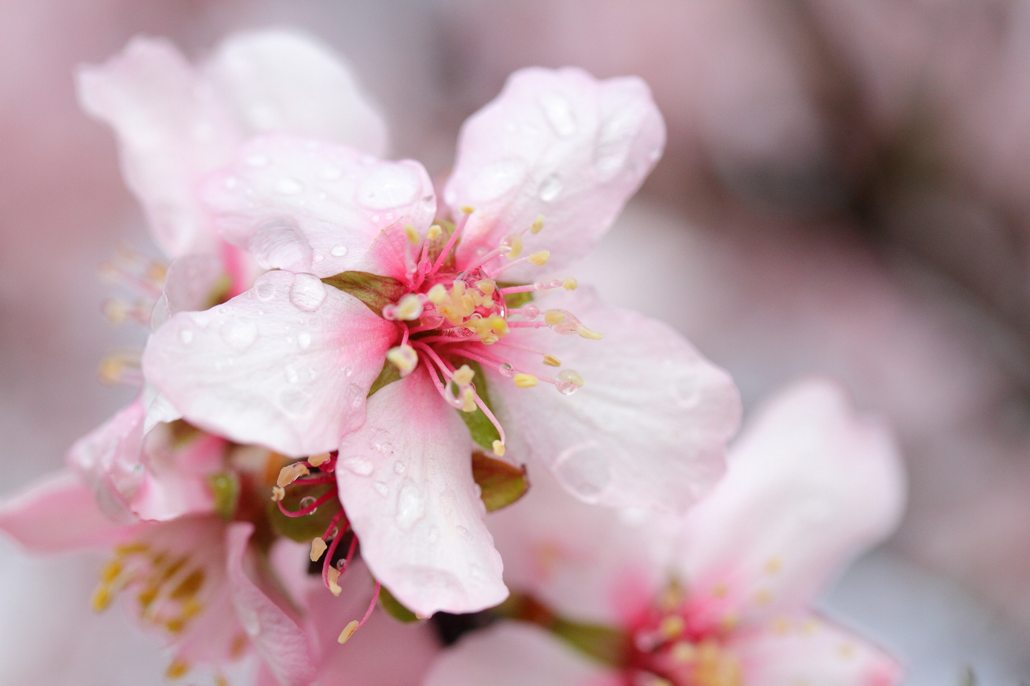 Canon EF-S 60mm F2.8 Macro USM sample photo. Despues de la lluvia photography