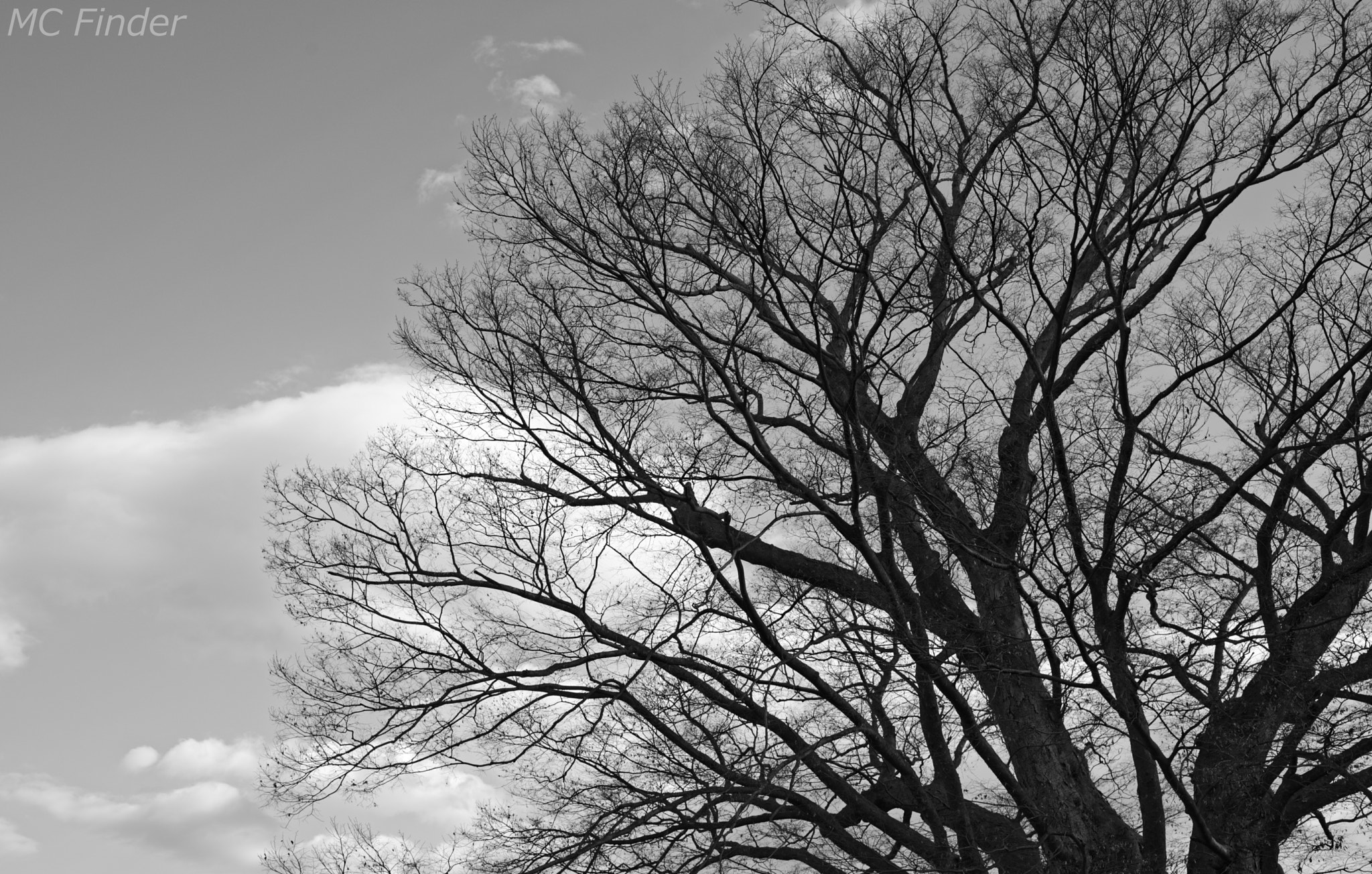 Nikon D750 + Nikon AF-S Nikkor 35mm F1.8G ED sample photo. Huge tree photography