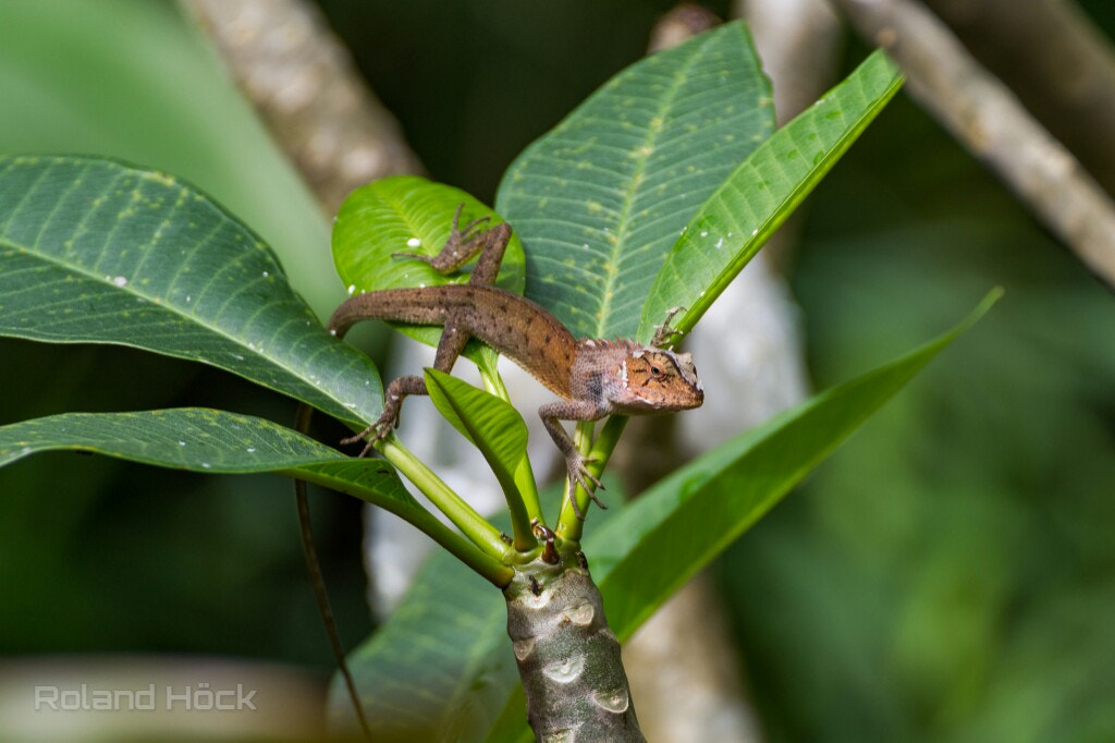 Tamron SP 35mm F1.8 Di VC USD sample photo. Lizard in thailand  photography