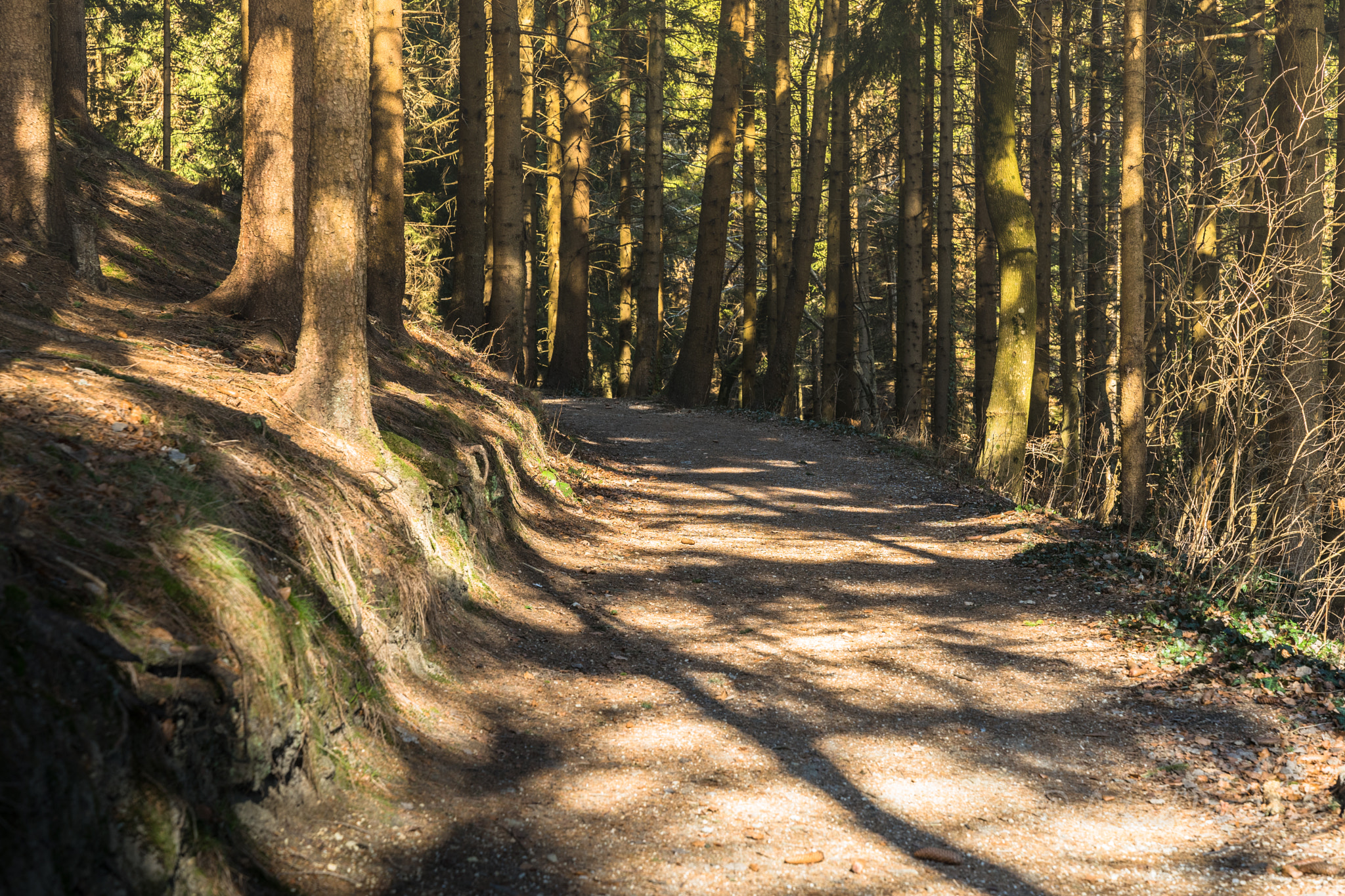 Sony a7 II + Sony FE 24-70mm F2.8 GM sample photo. On my way photography