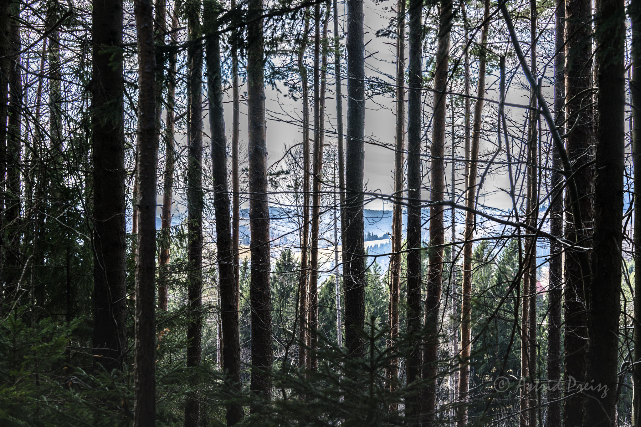 Sony FE 70-300mm F4.5-5.6 G OSS sample photo. Through the trees photography