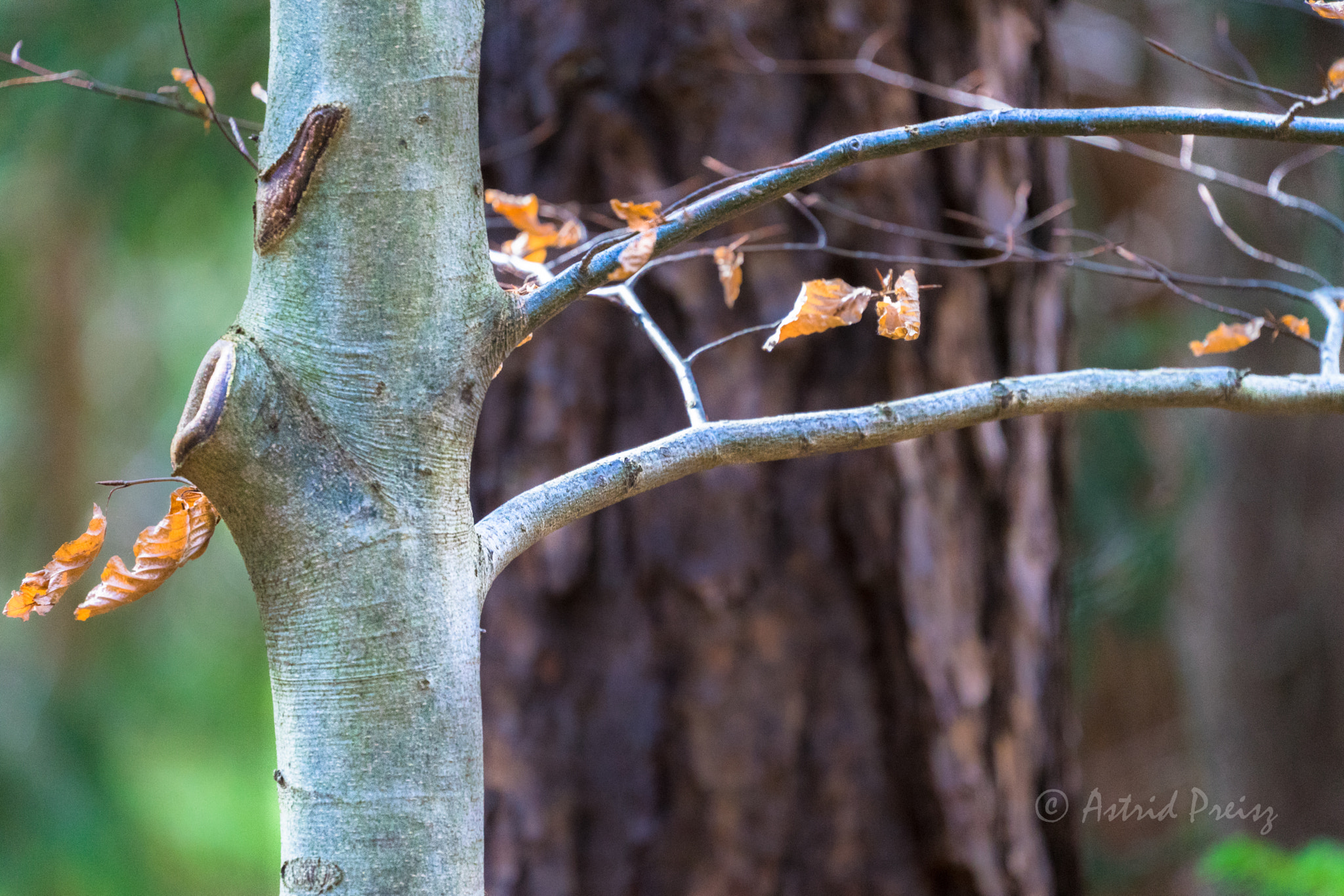 Sony FE 70-300mm F4.5-5.6 G OSS sample photo. Trees photography