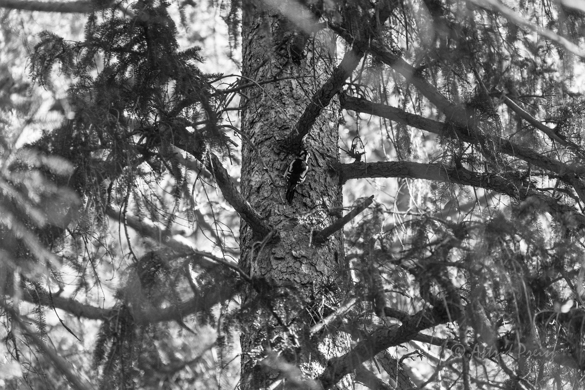 Sony FE 70-300mm F4.5-5.6 G OSS sample photo. Woodpecker in the tree photography