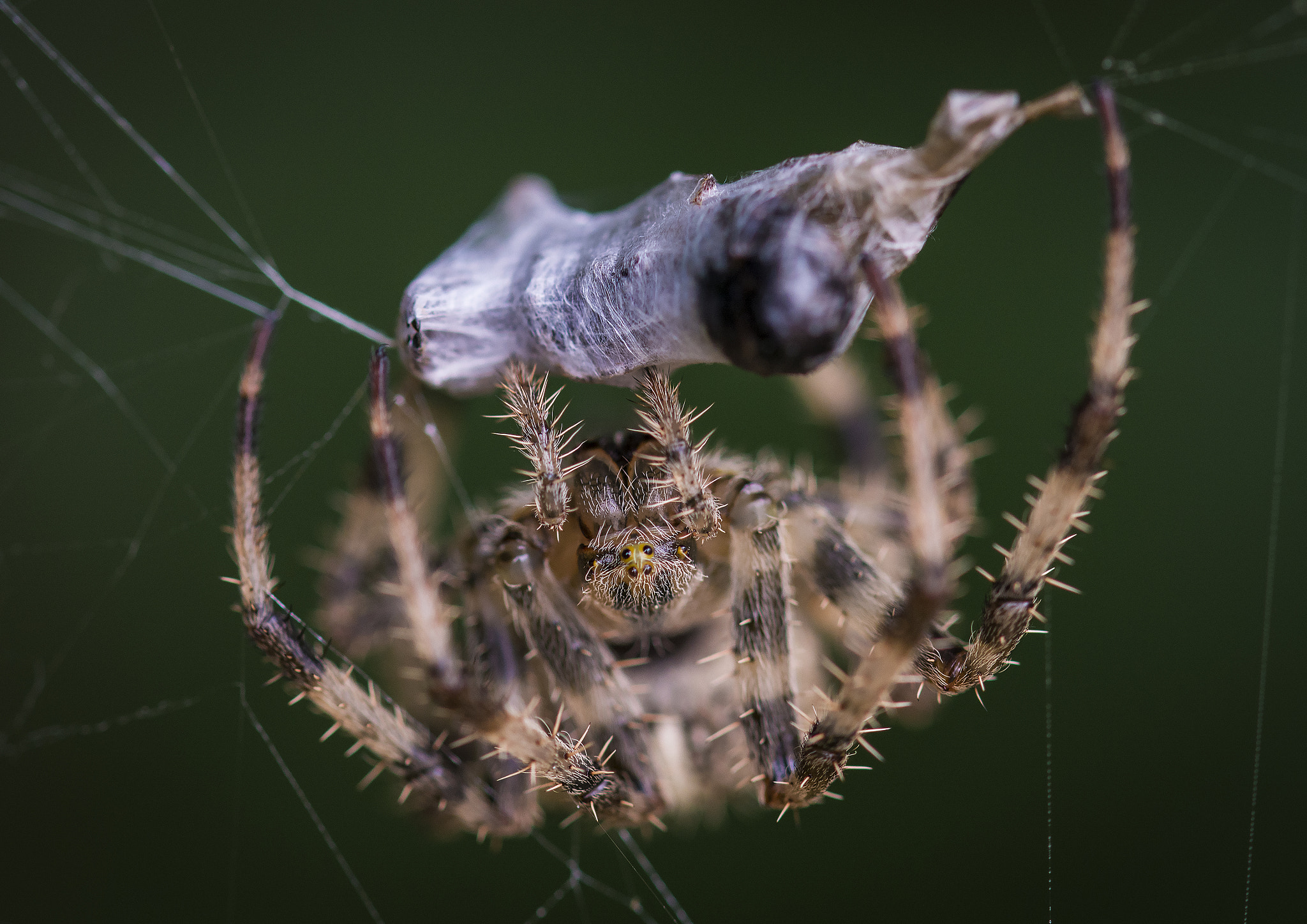 Sigma 105mm F2.8 EX DG OS HSM sample photo. Spider with meal photography