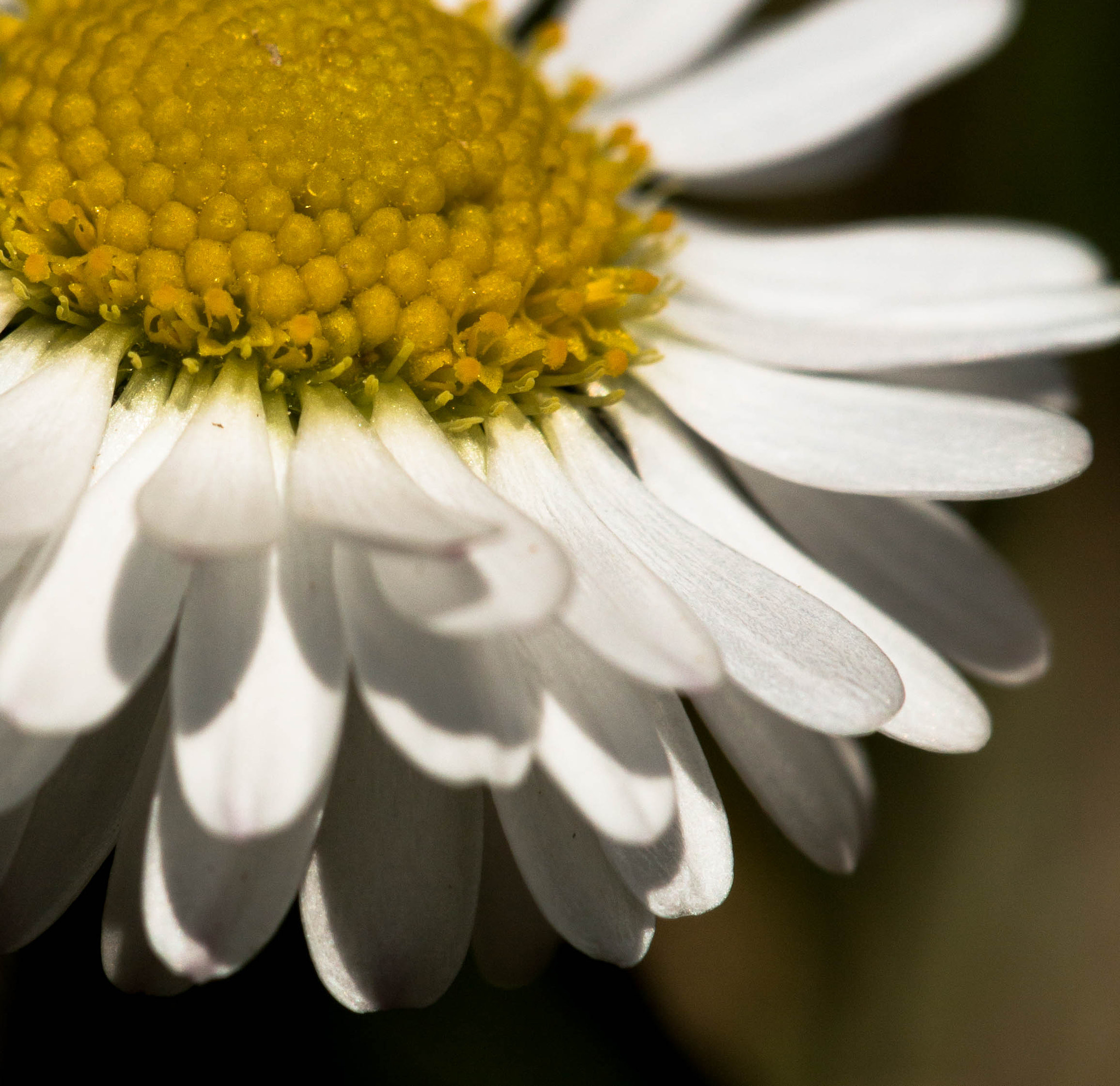 Sigma APO Macro 150mm f/2.8 EX DG HSM sample photo. Flower crop photography