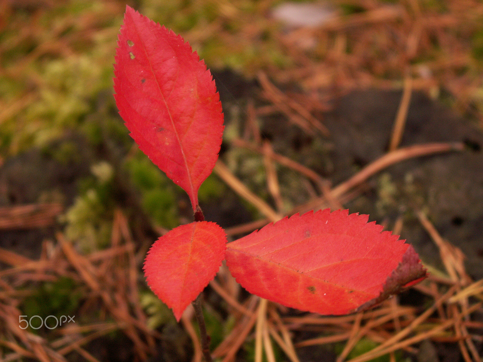 KONICA MINOLTA DiMAGE Z6 sample photo. Reddy photography