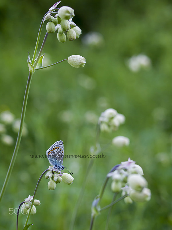 Olympus PEN E-PL1 + OLYMPUS 35mm Lens sample photo. Common blue butterfly on bladder campion photography