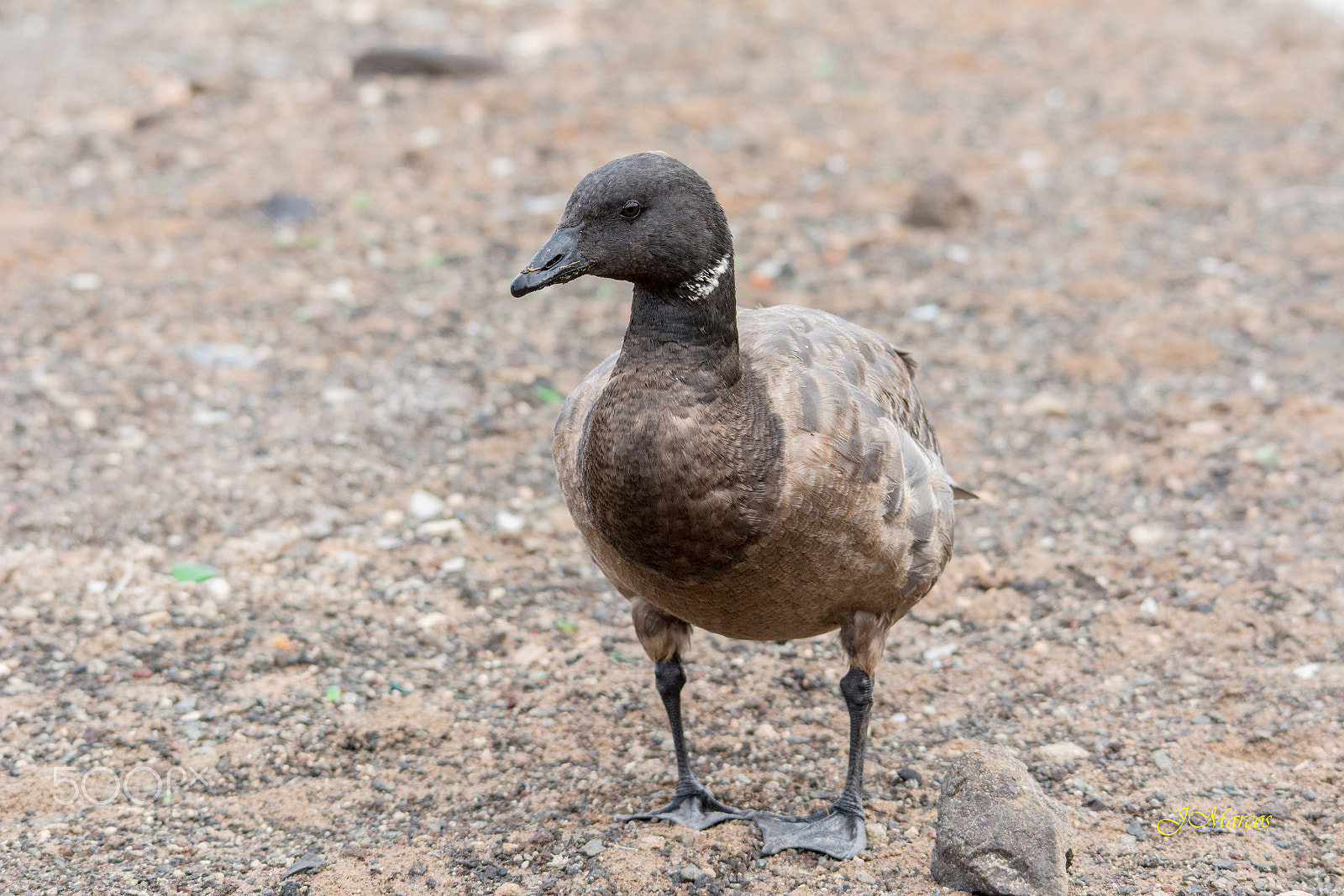 Sigma 150-500mm F5-6.3 DG OS HSM sample photo