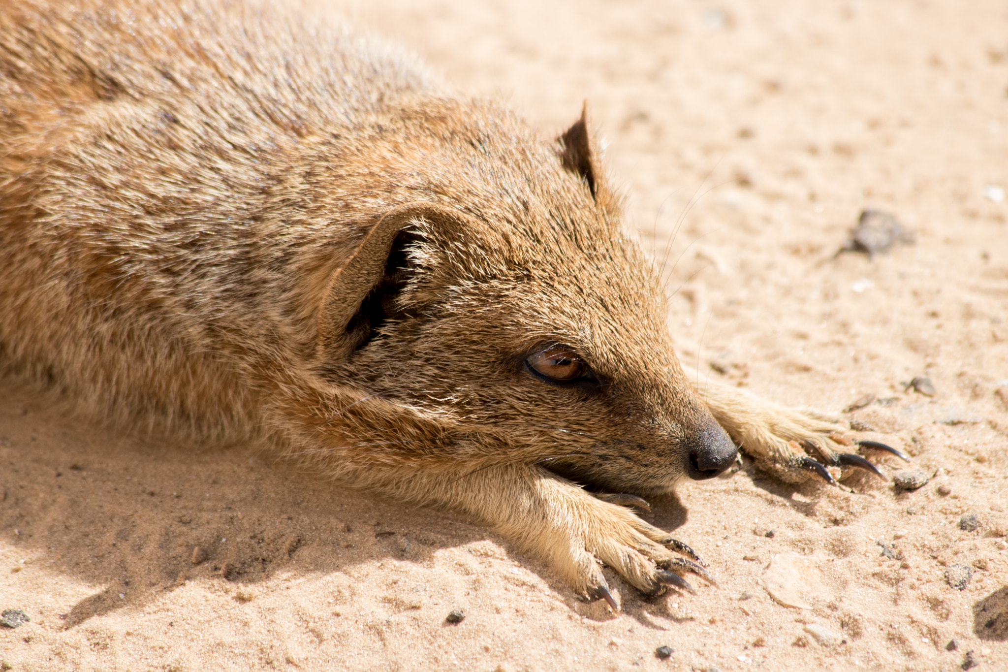 Canon EOS 750D (EOS Rebel T6i / EOS Kiss X8i) sample photo. Mongoose photography