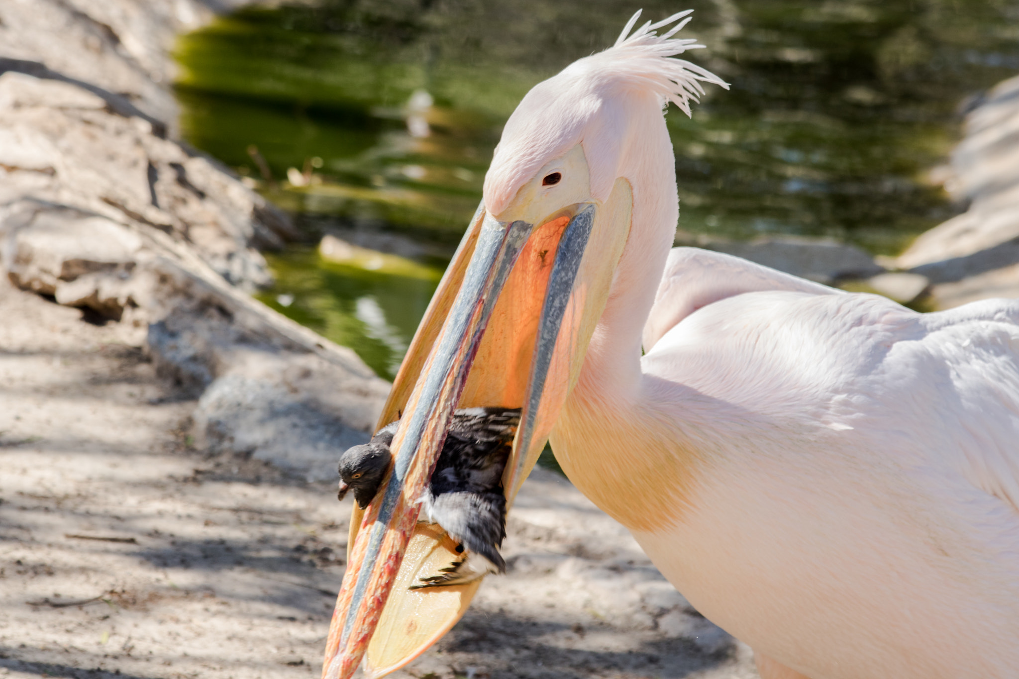 Canon EOS 750D (EOS Rebel T6i / EOS Kiss X8i) sample photo. Pelican tring to eat pigon 2 photography