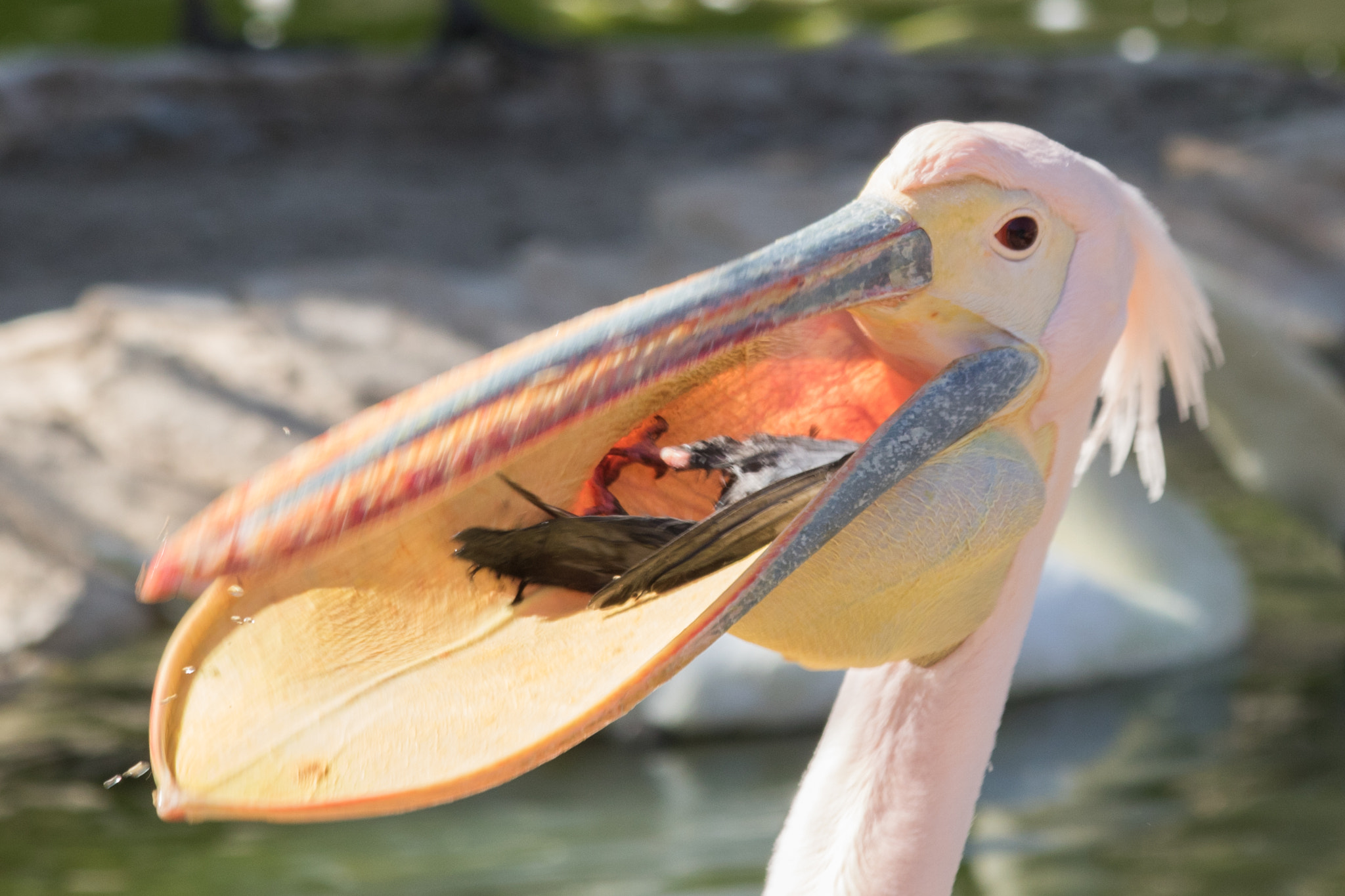 Canon EOS 750D (EOS Rebel T6i / EOS Kiss X8i) sample photo. Pelican tring to eat pigon photography