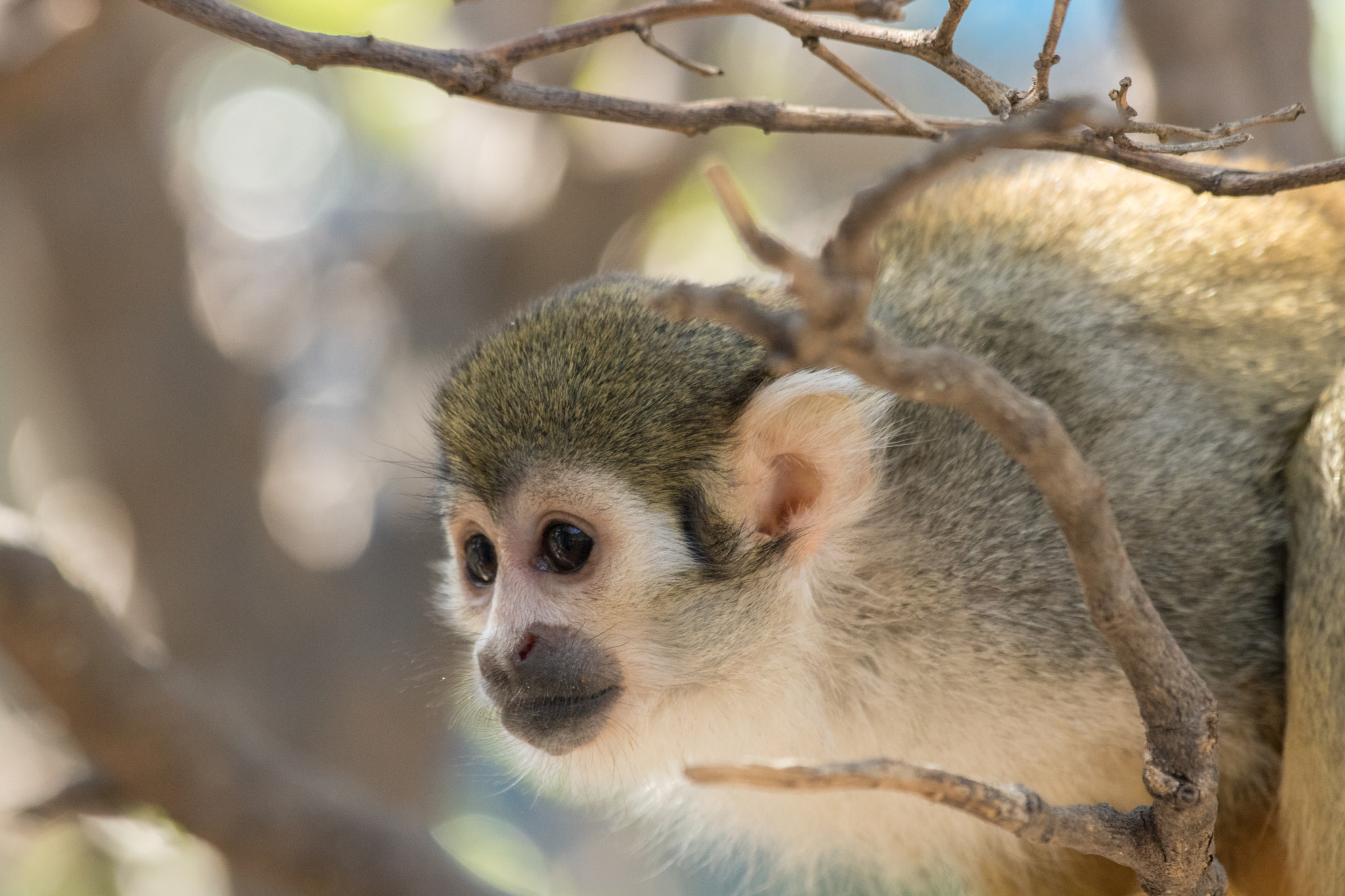 Canon EOS 750D (EOS Rebel T6i / EOS Kiss X8i) sample photo. Monkey on a tree photography