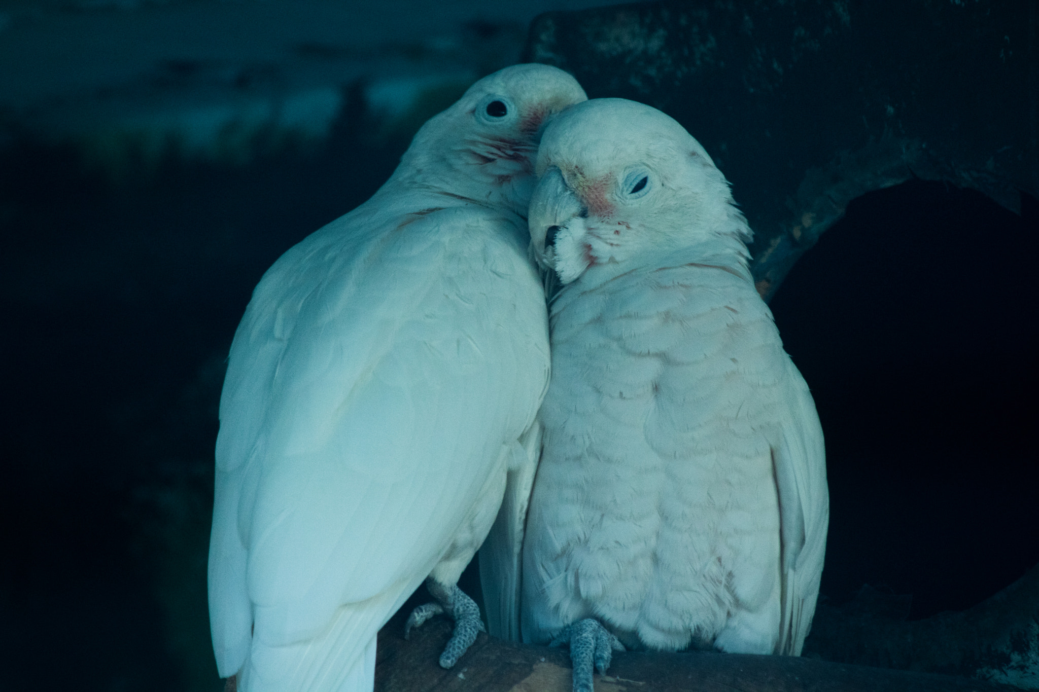 Canon EOS 750D (EOS Rebel T6i / EOS Kiss X8i) sample photo. Love parrots photography
