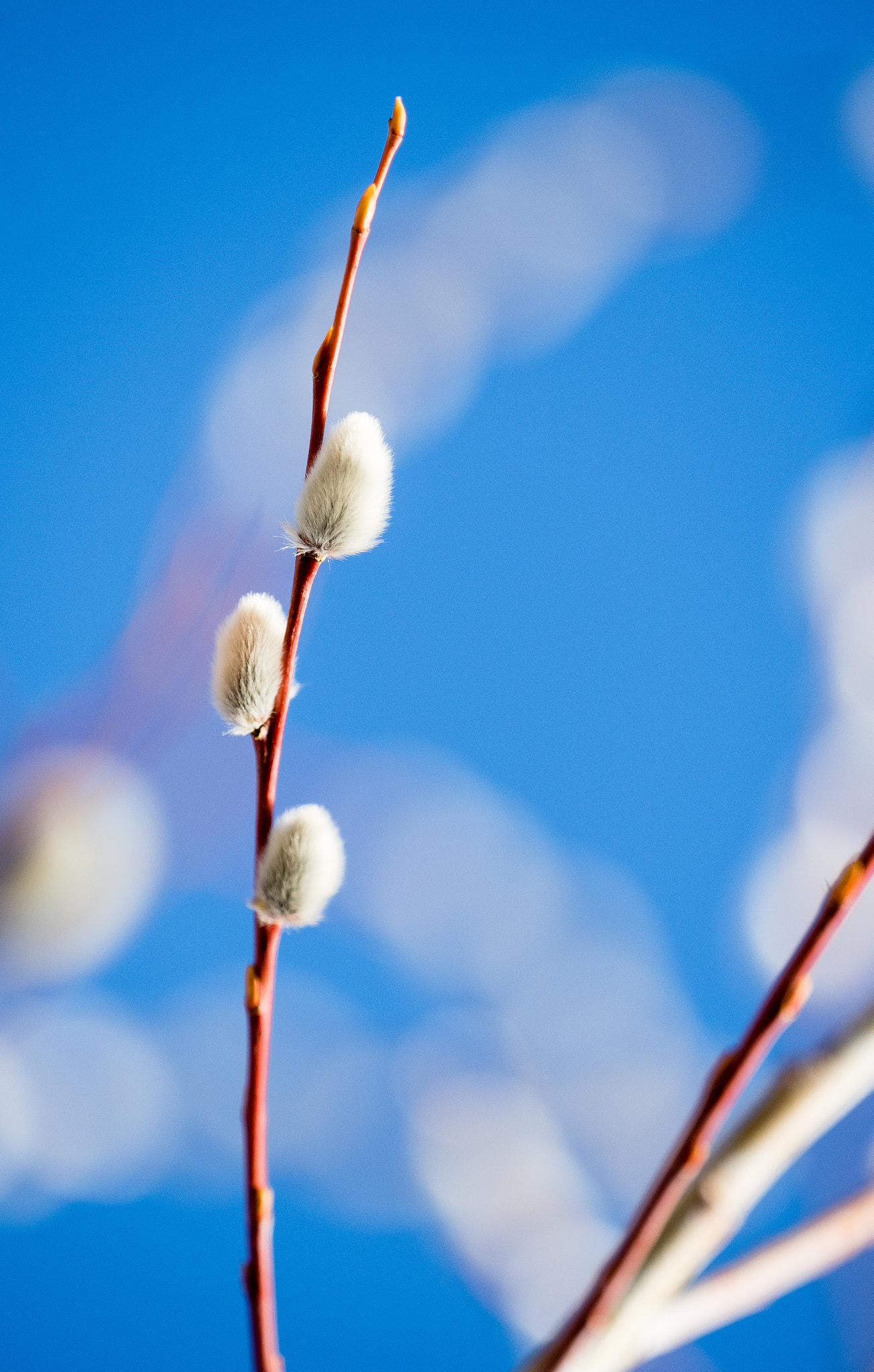 Olympus OM-D E-M5 II + Olympus M.Zuiko Digital ED 40-150mm F2.8 Pro sample photo. Spring photography