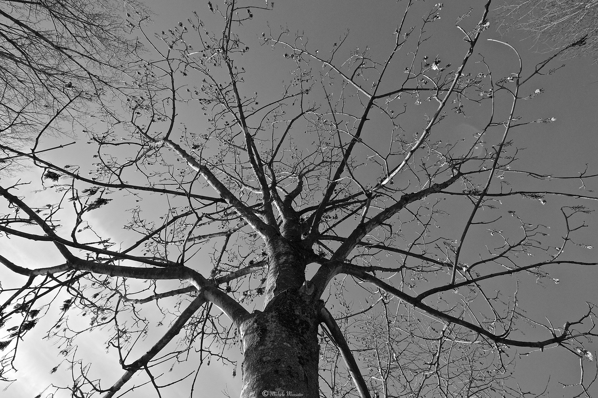 Canon EF-S 10-22mm F3.5-4.5 USM sample photo. Under the tree photography