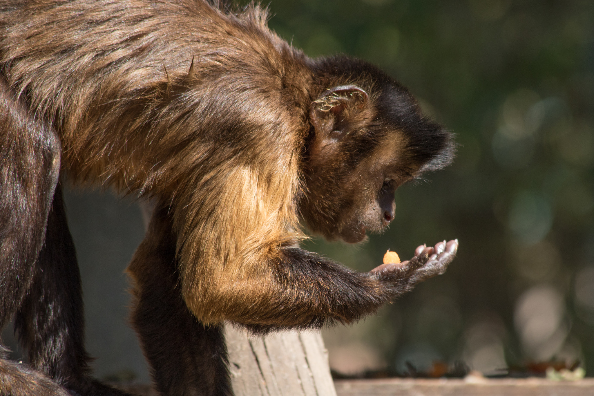 Canon EOS 750D (EOS Rebel T6i / EOS Kiss X8i) sample photo. Monkey looking at food photography