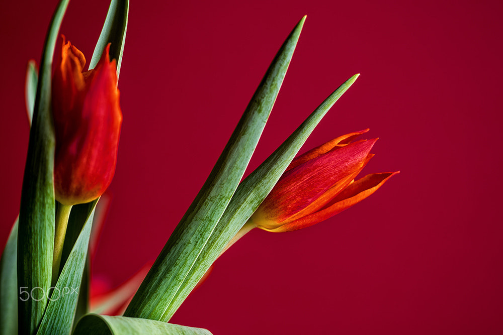 Olympus OM-D E-M5 II + Olympus M.Zuiko Digital 45mm F1.8 sample photo. Heavy red photography
