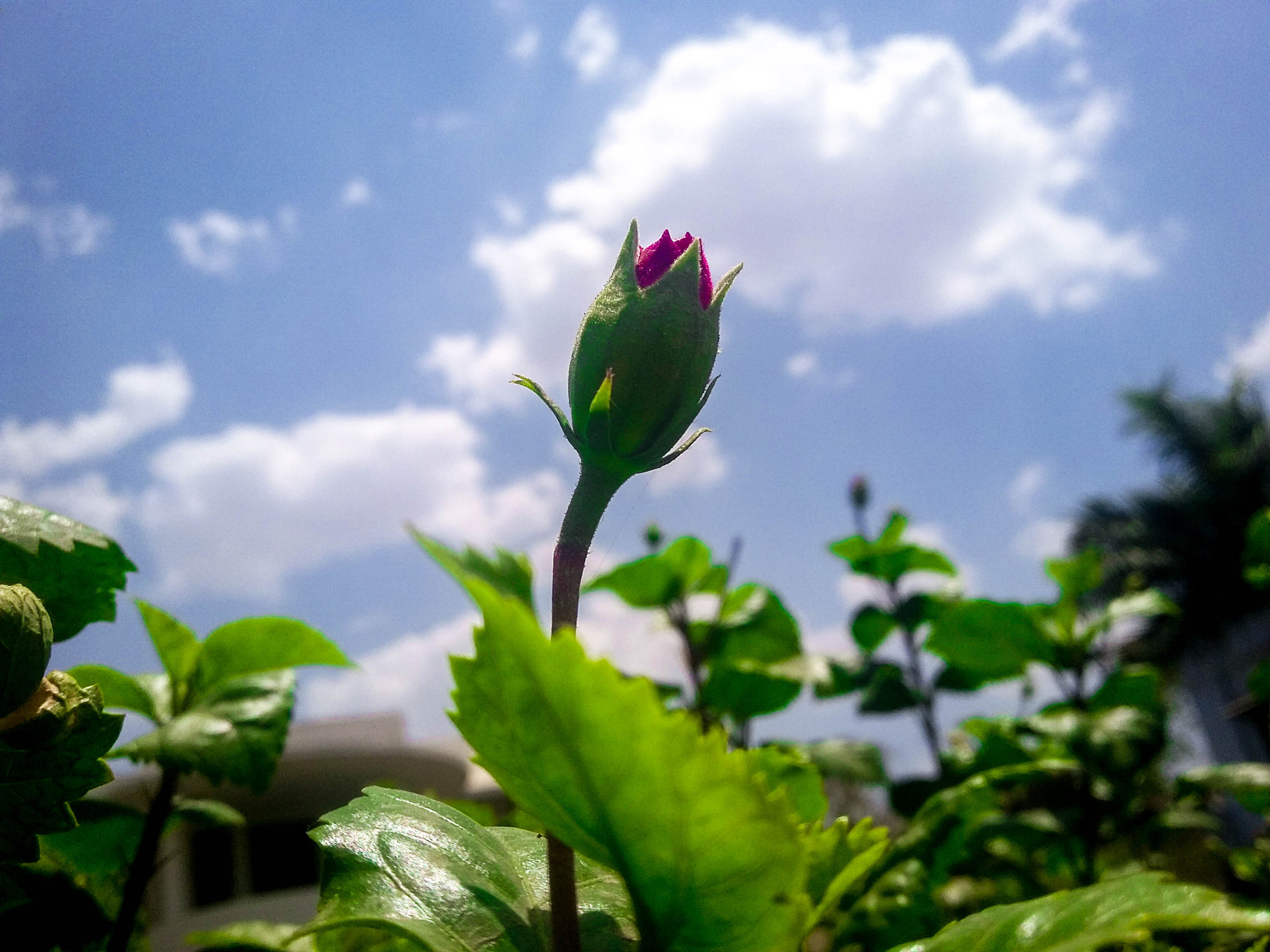 Samsung Galaxy E5 sample photo. The rose photography