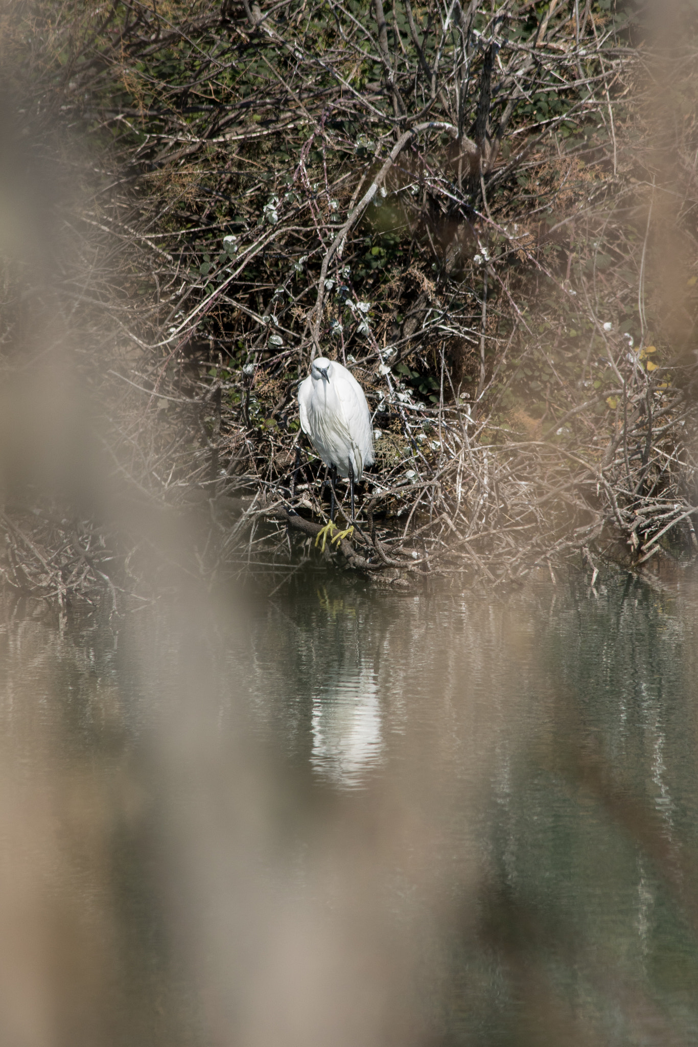 Canon EOS 750D (EOS Rebel T6i / EOS Kiss X8i) sample photo. Heron v photography