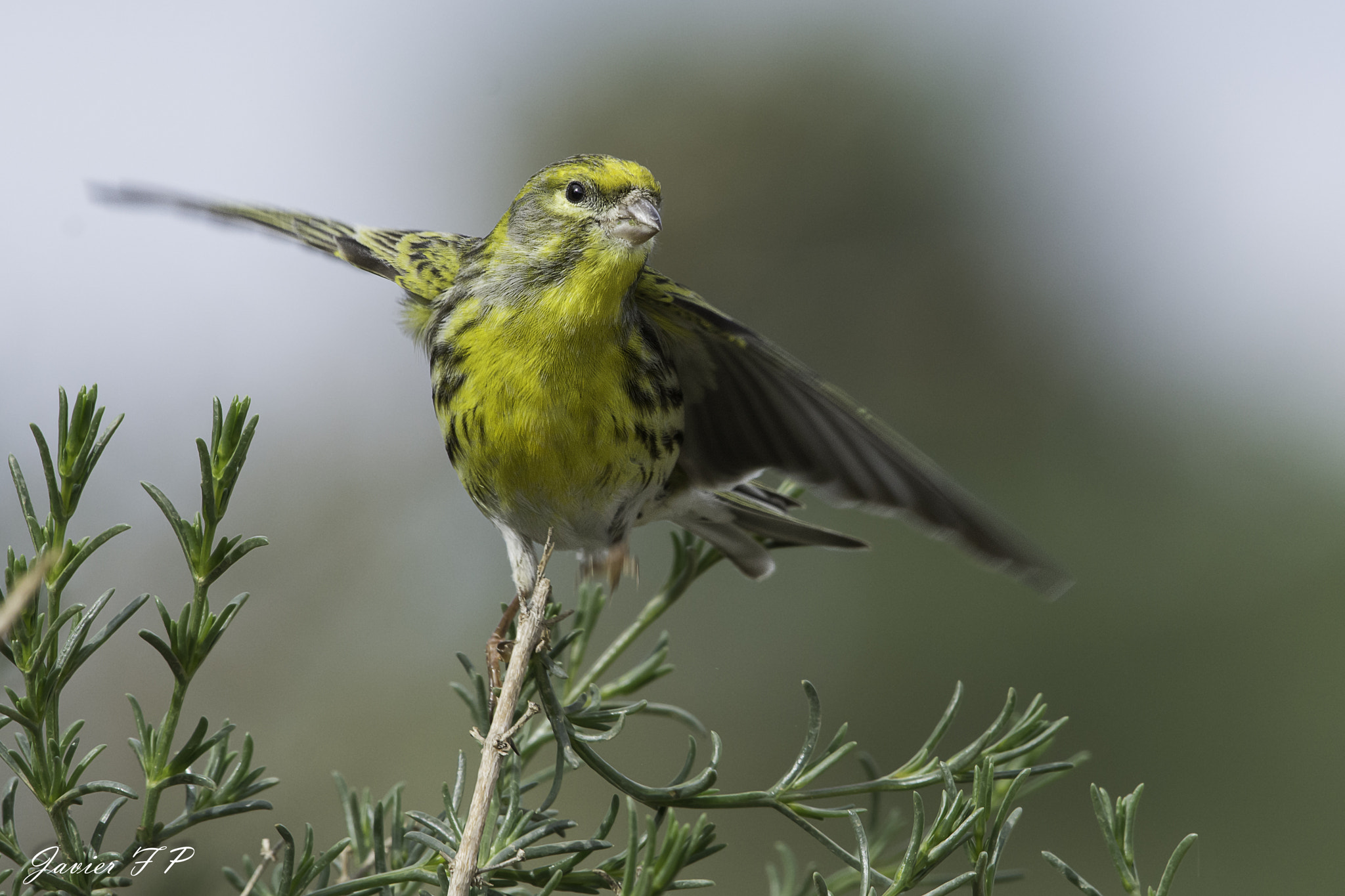 Nikon AF-S Nikkor 200-500mm F5.6E ED VR sample photo. Serín verdecillo (serinus serinus) photography