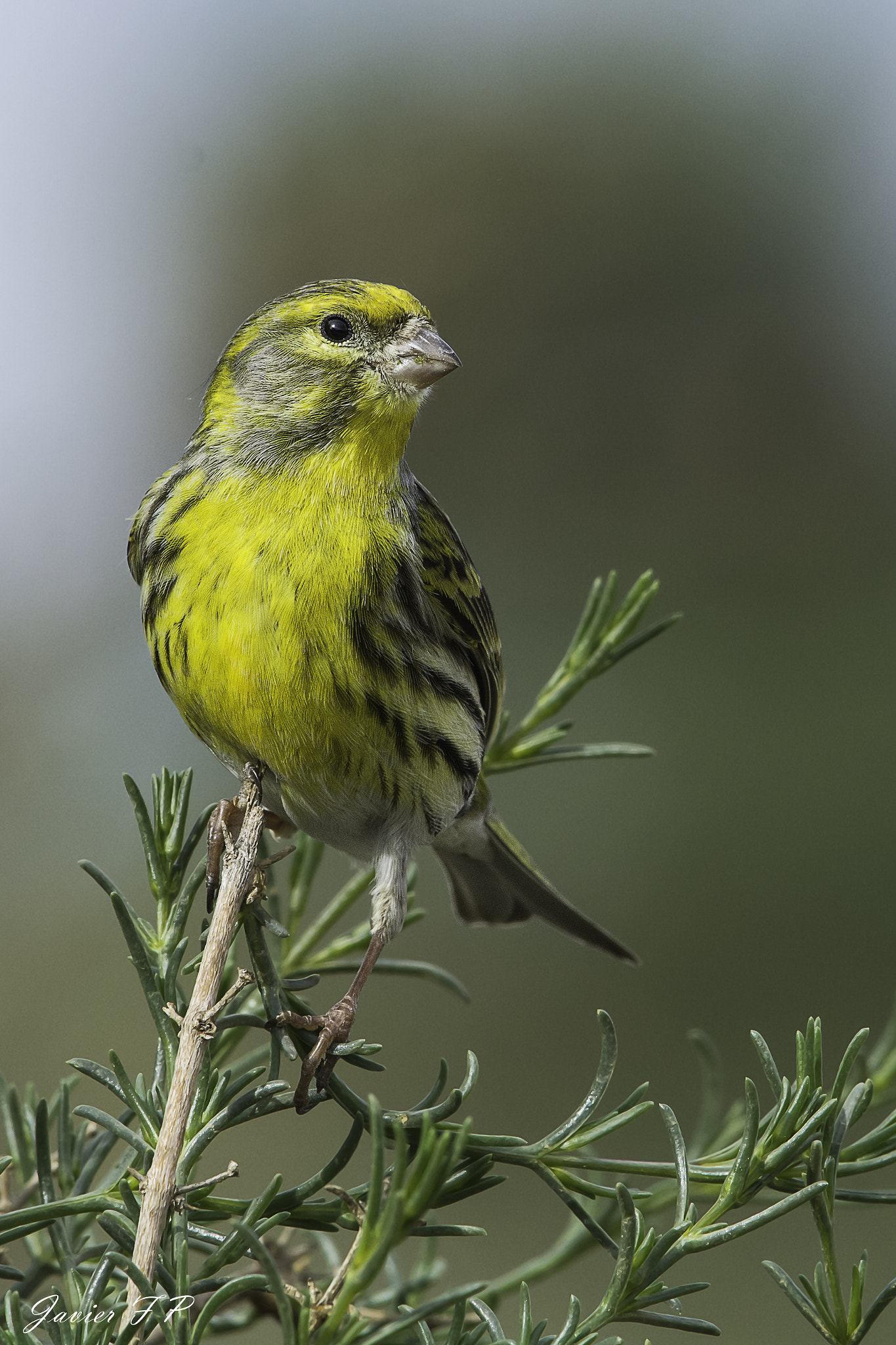 Nikon AF-S Nikkor 200-500mm F5.6E ED VR sample photo. Serín verdecillo (serinus serinus) photography