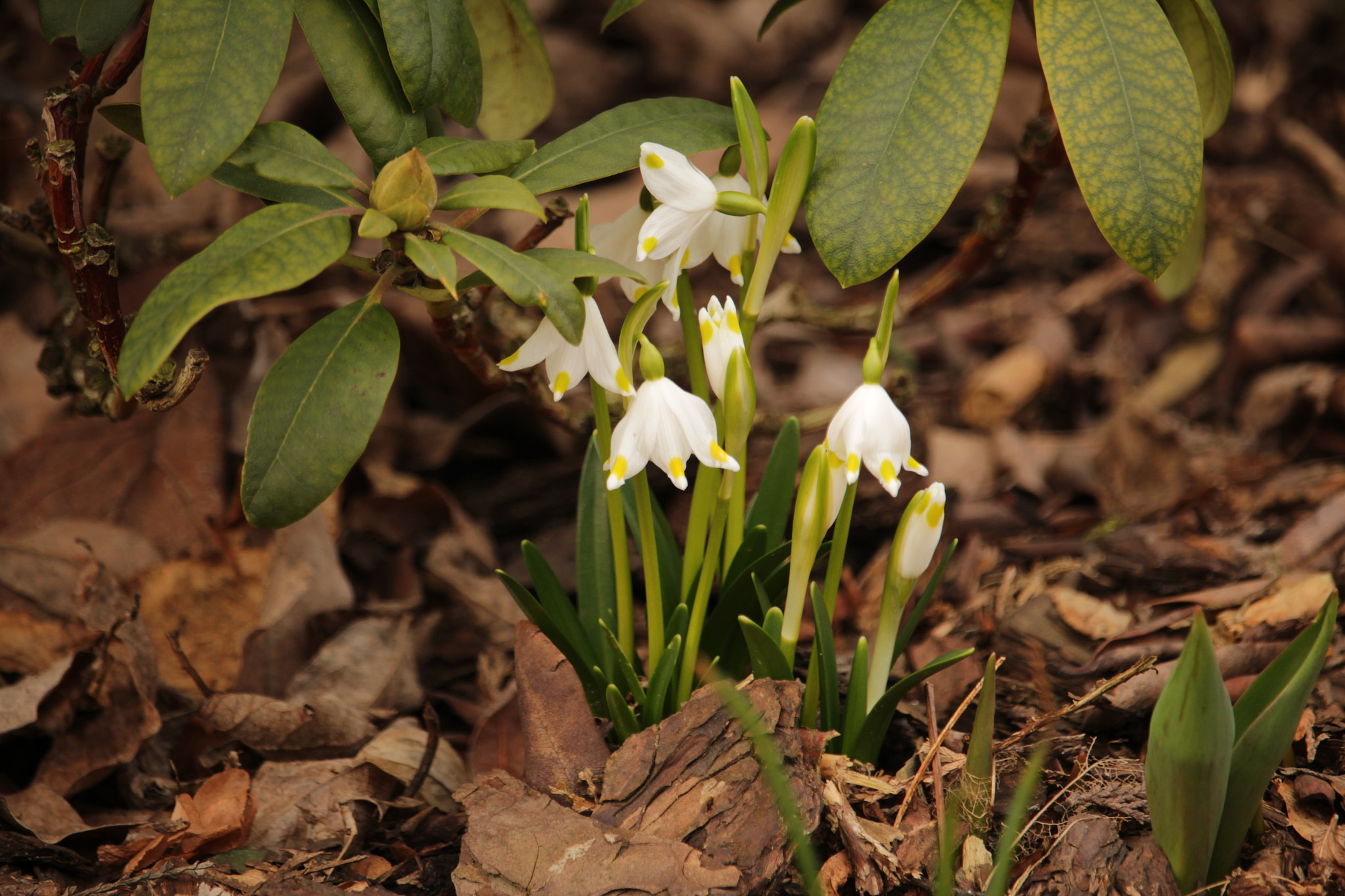 Canon EF-S 55-250mm F4-5.6 IS STM sample photo. Märzenbecher / spring snowflakes photography